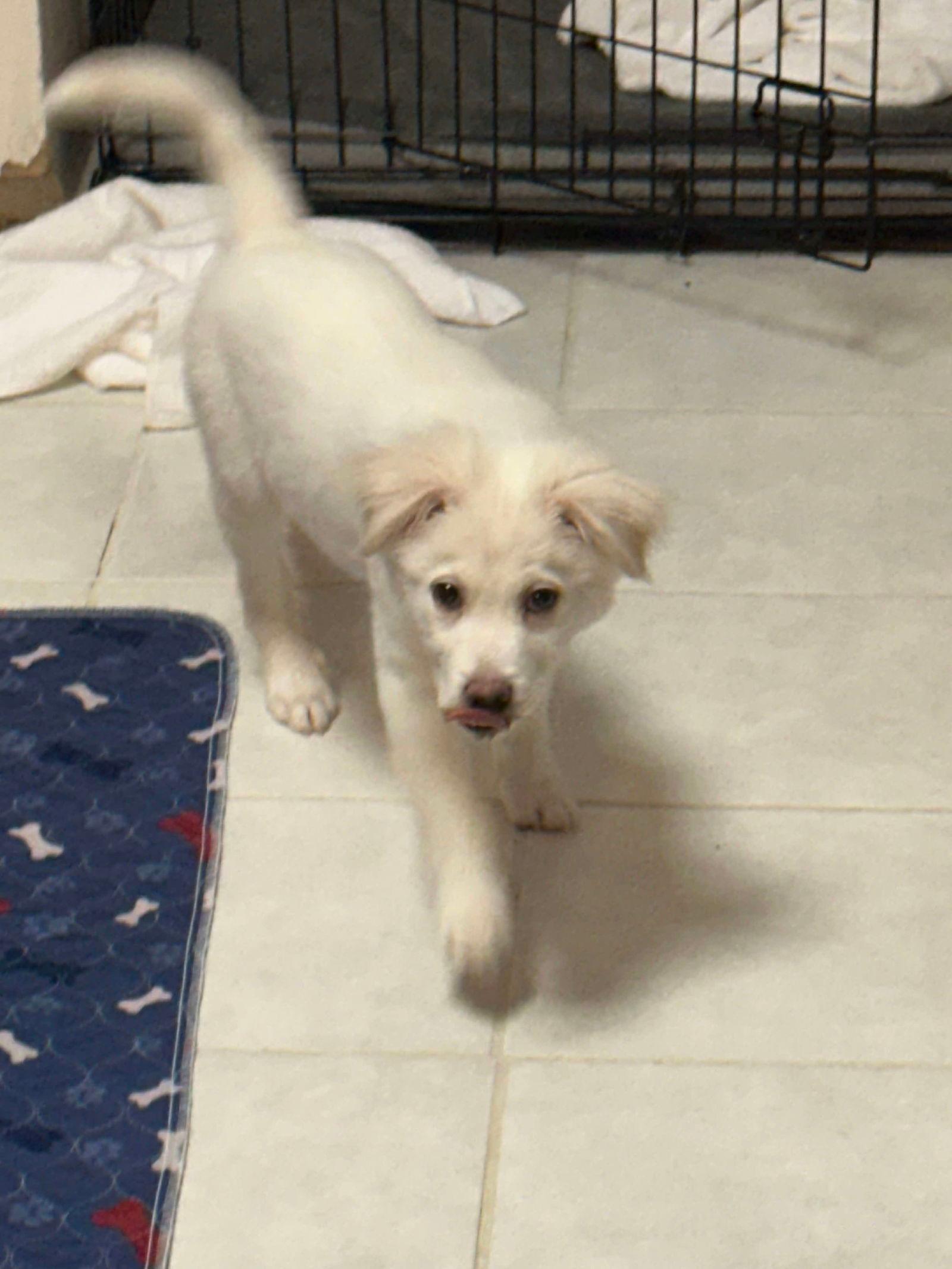 Palmer - only 31.6 lbs! - Chihuahua