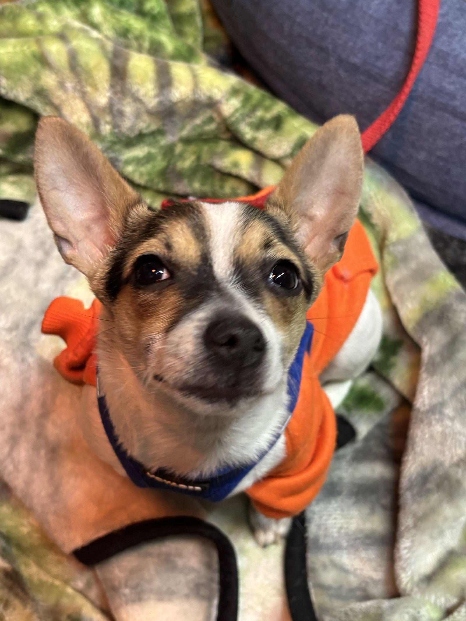 Duke Ellington - Jack Russell Terrier