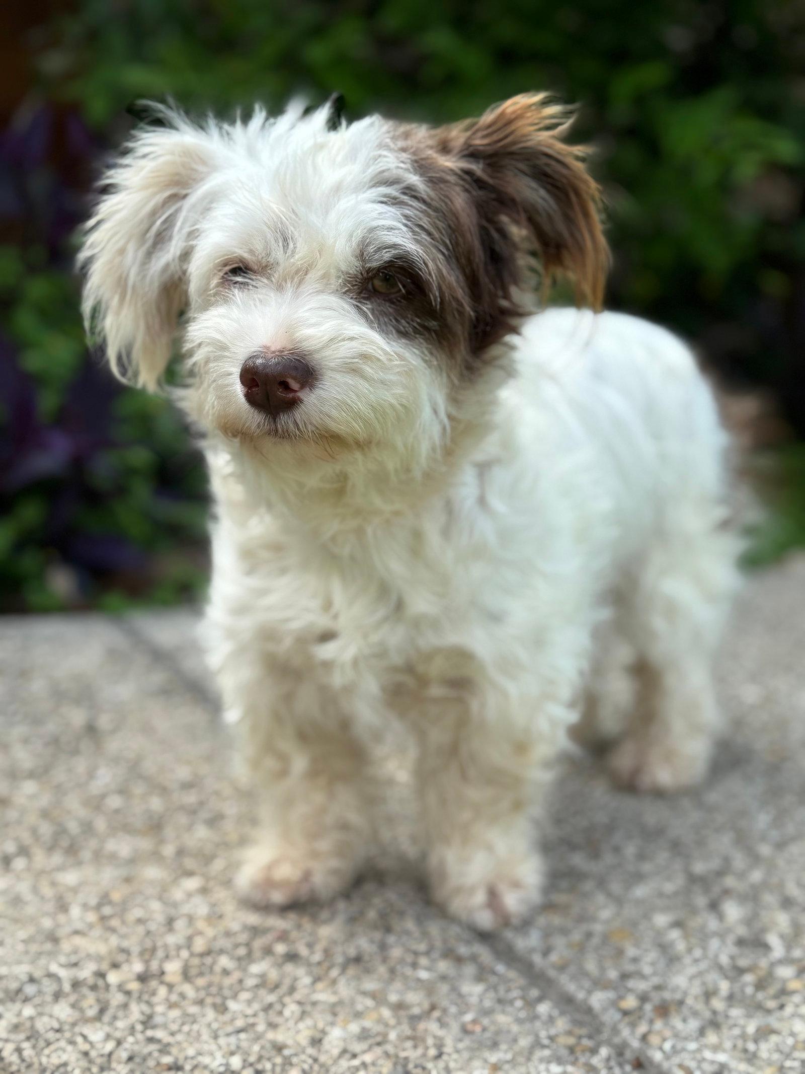 Layla - Terrier