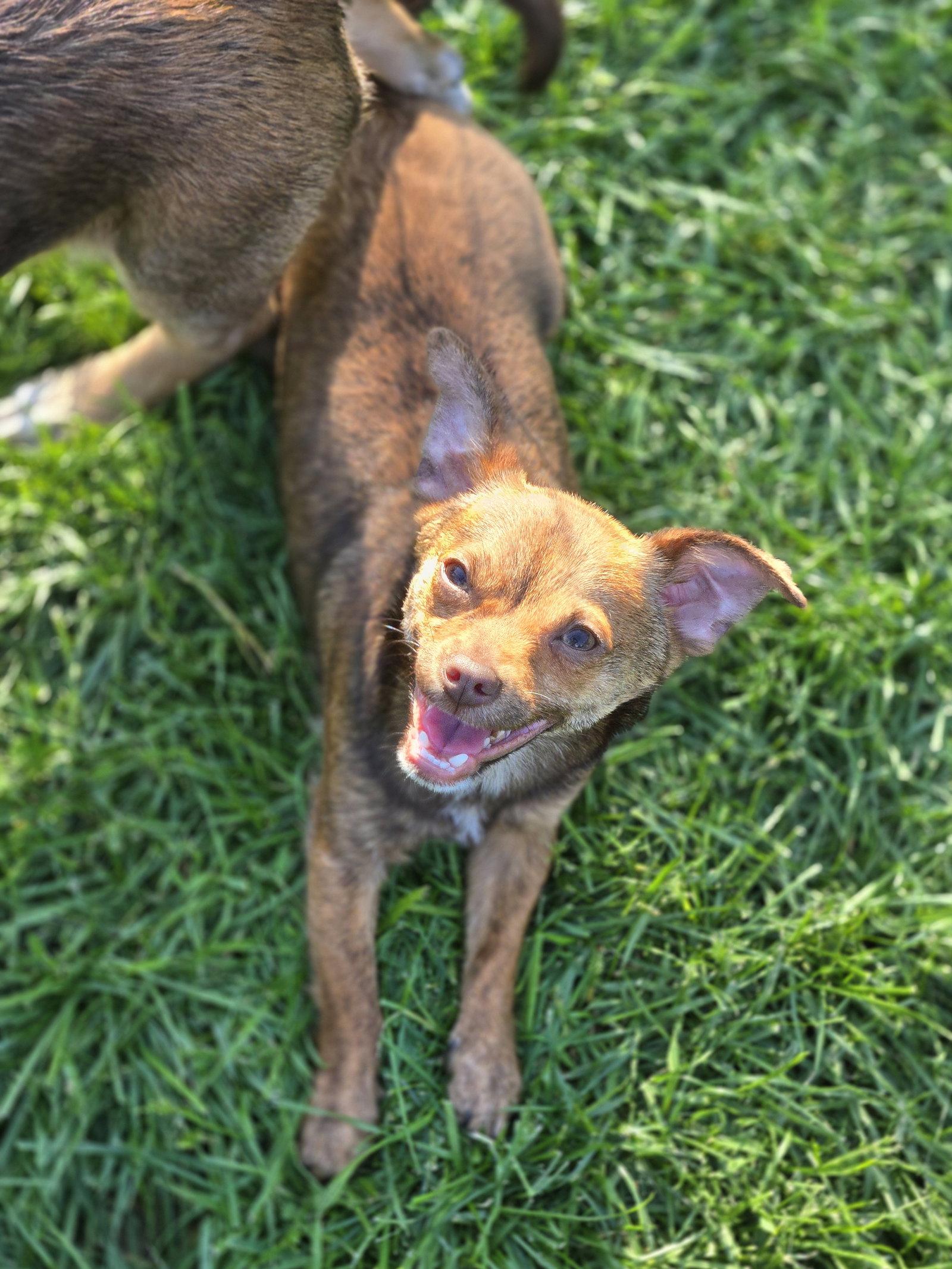 Taquito - Chihuahua