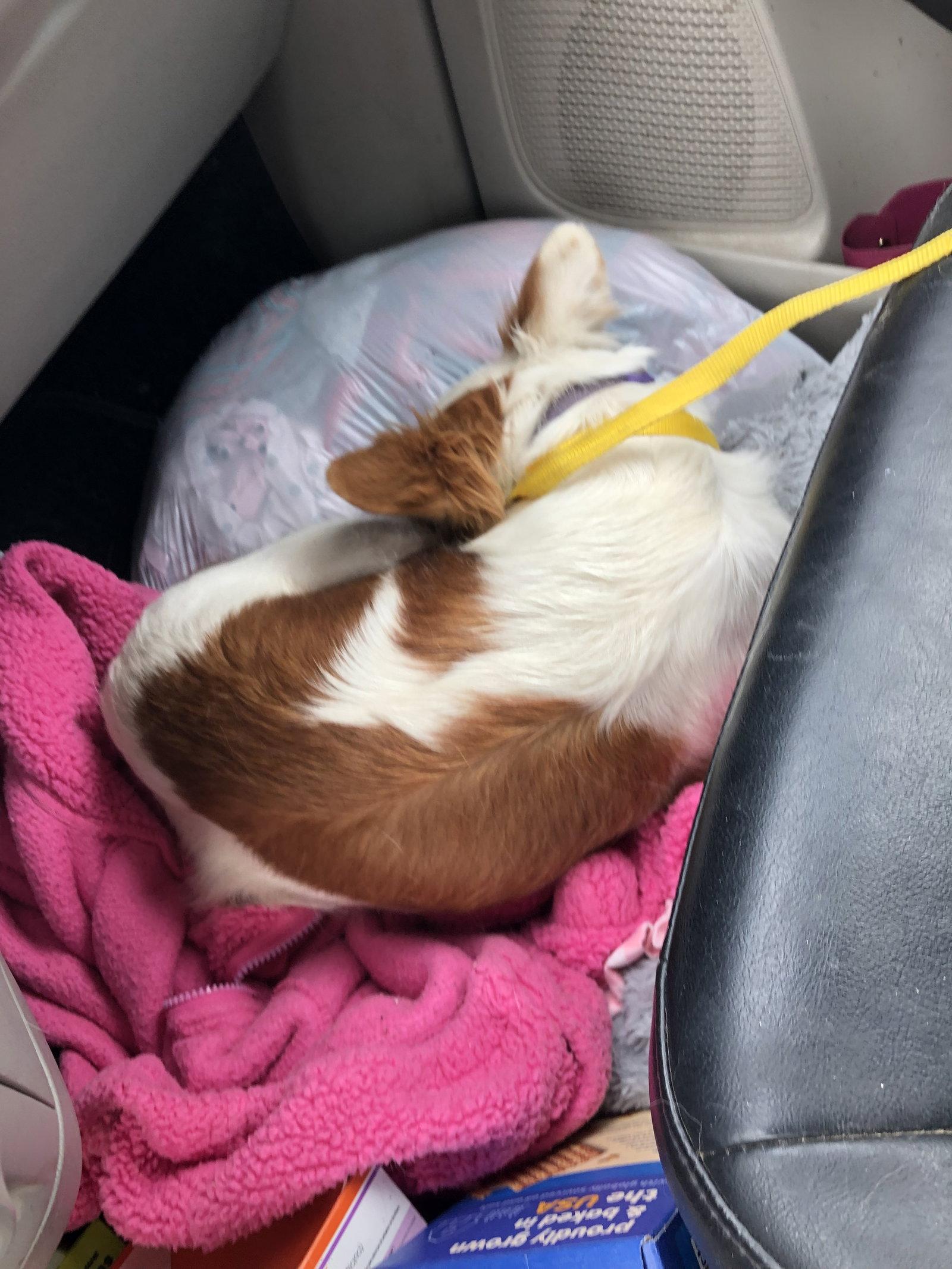 Minnie Pearl - Cavalier King Charles Spaniel