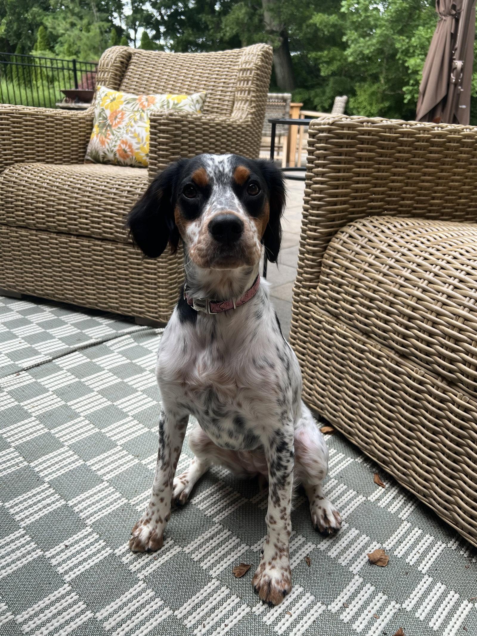 Delta - English Setter