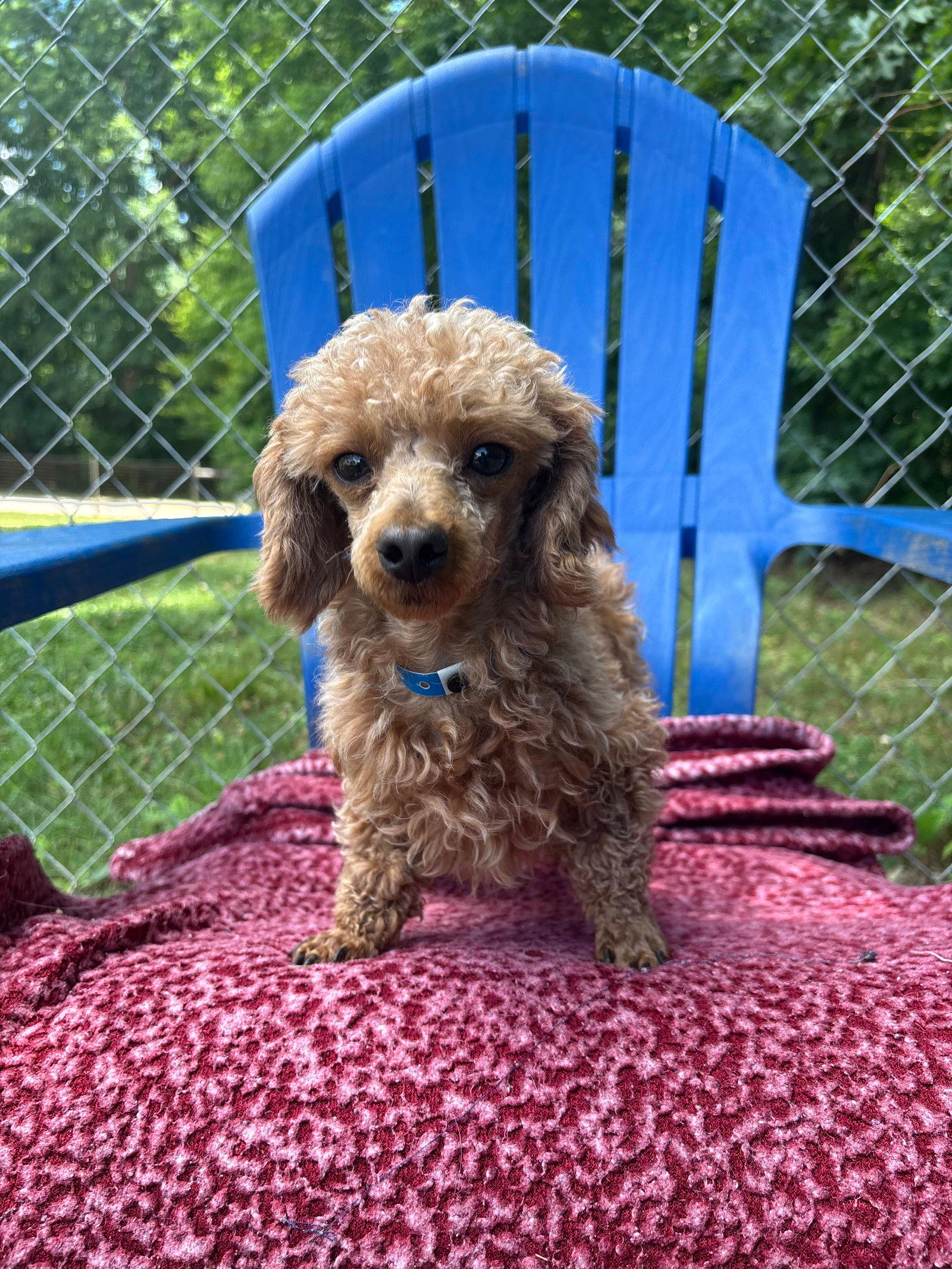 Norman Mar 26 - Poodle (Toy)