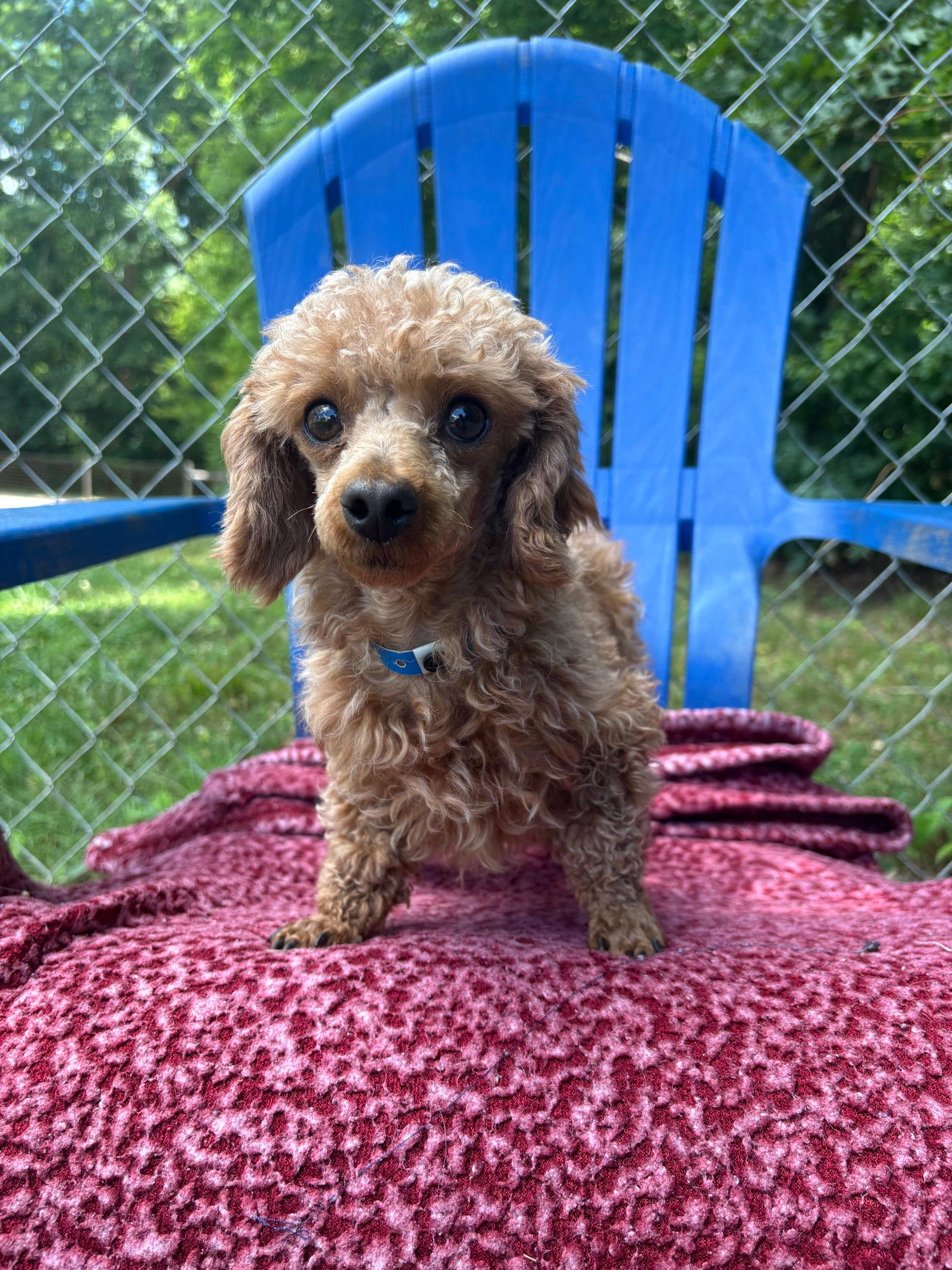 Norman Mar 26 - Poodle (Toy)