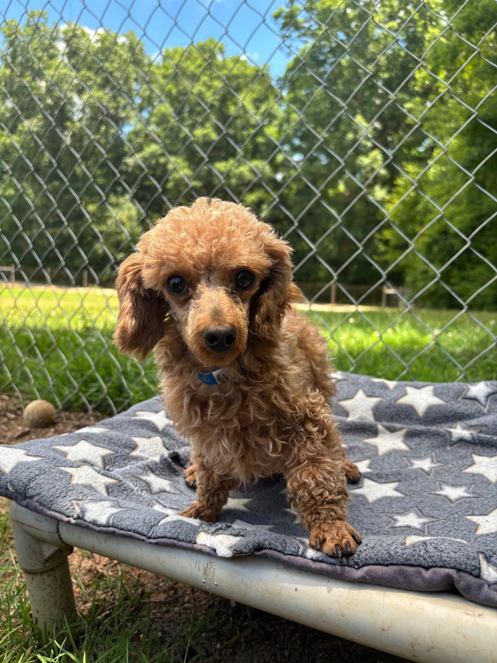 Norman Mar 26 - Poodle (Toy)