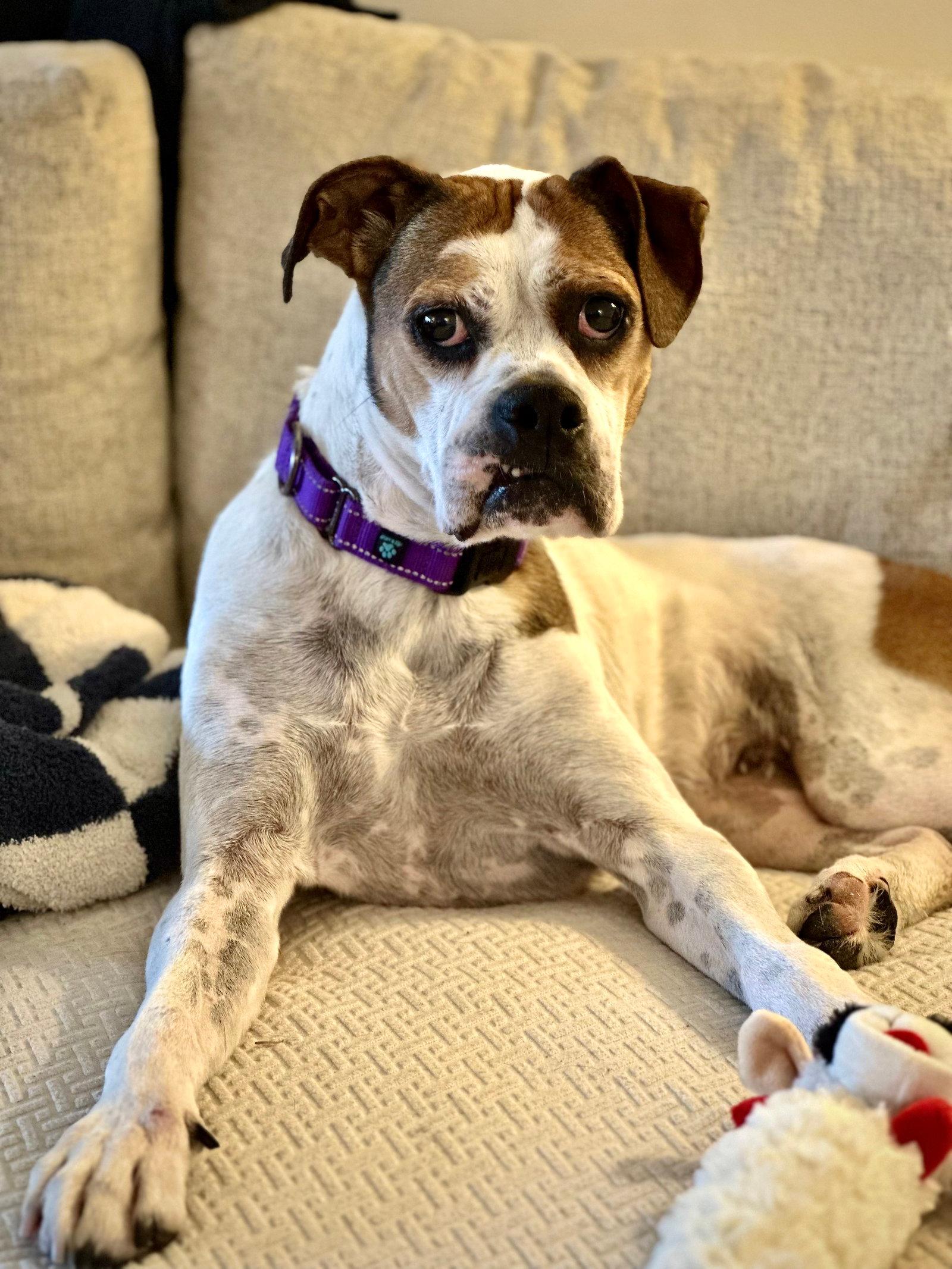 Honeycomb - Boxer