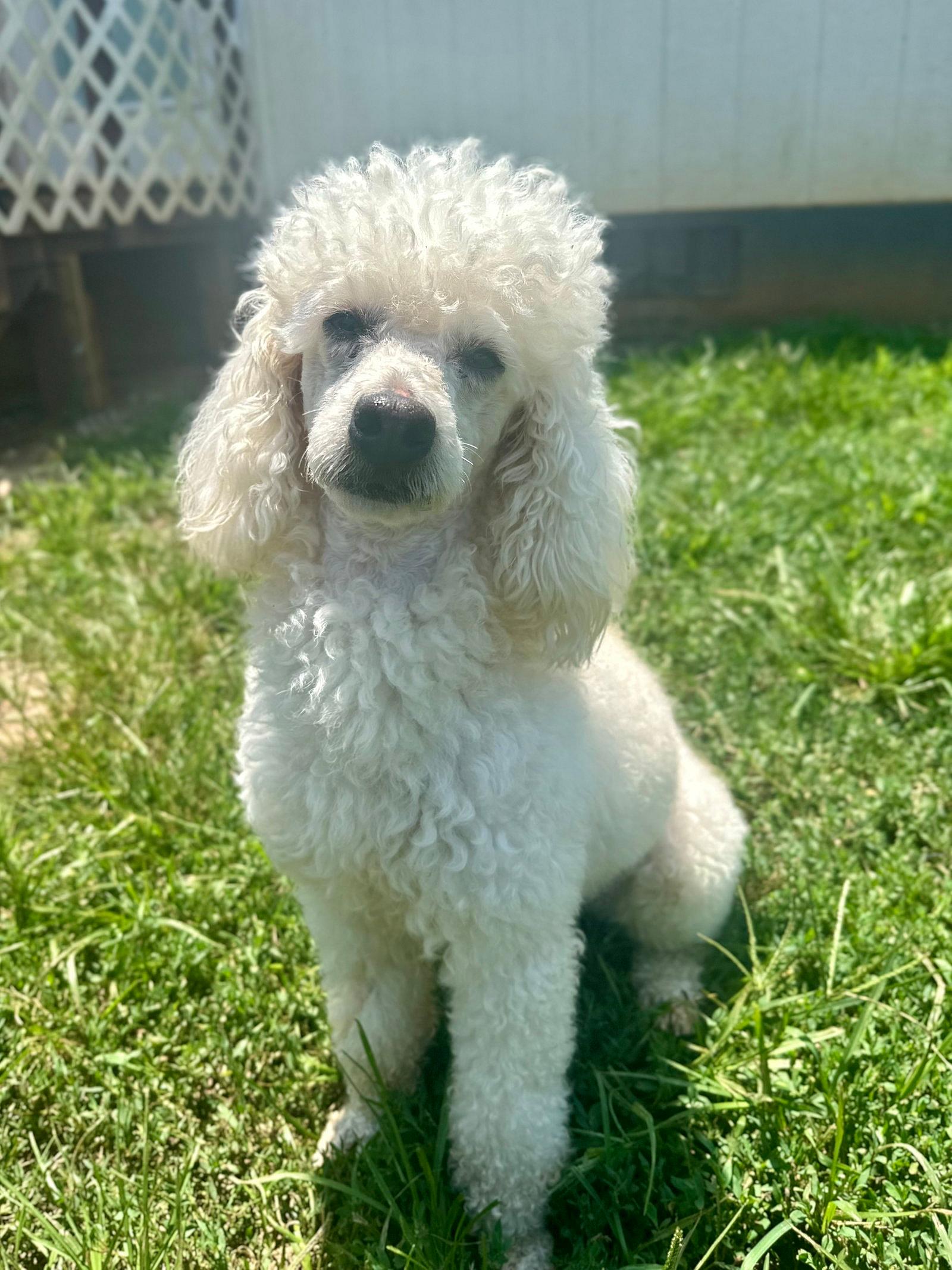 Louie Jun26 - Poodle (Miniature)