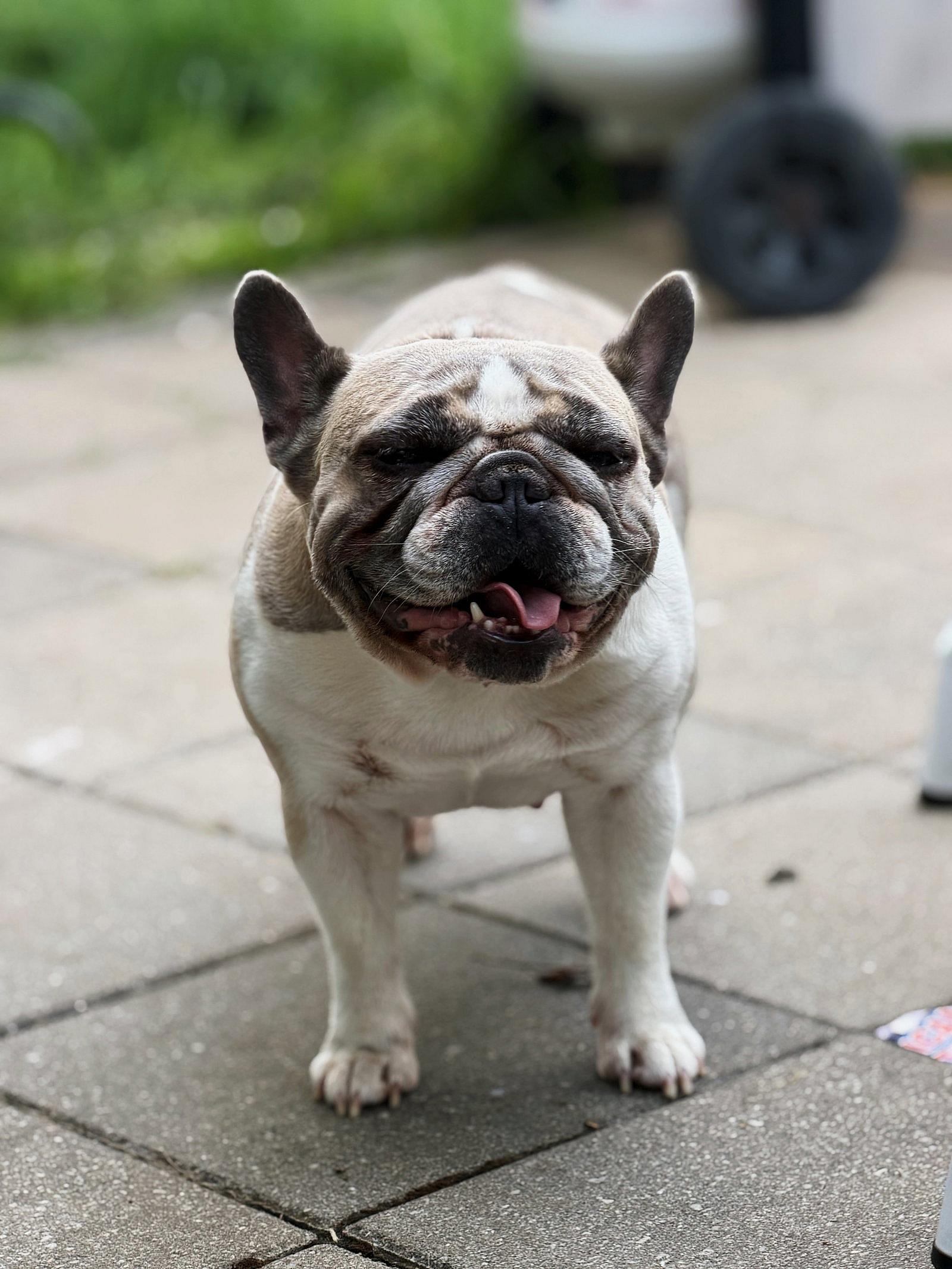 Rosie - French Bulldog