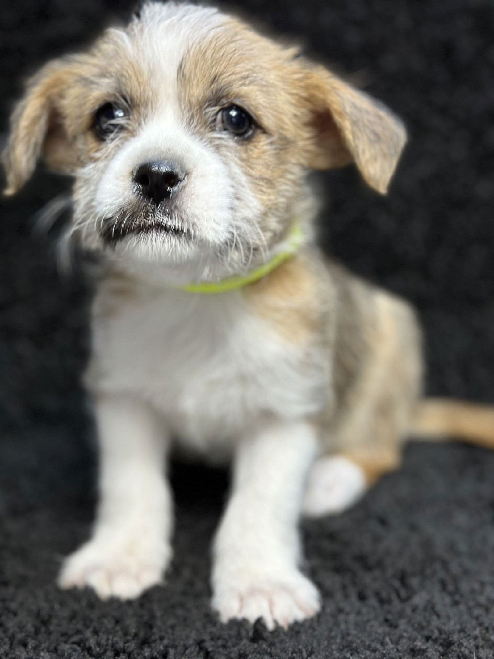 SPONSOR or FOSTER ME - Peanut