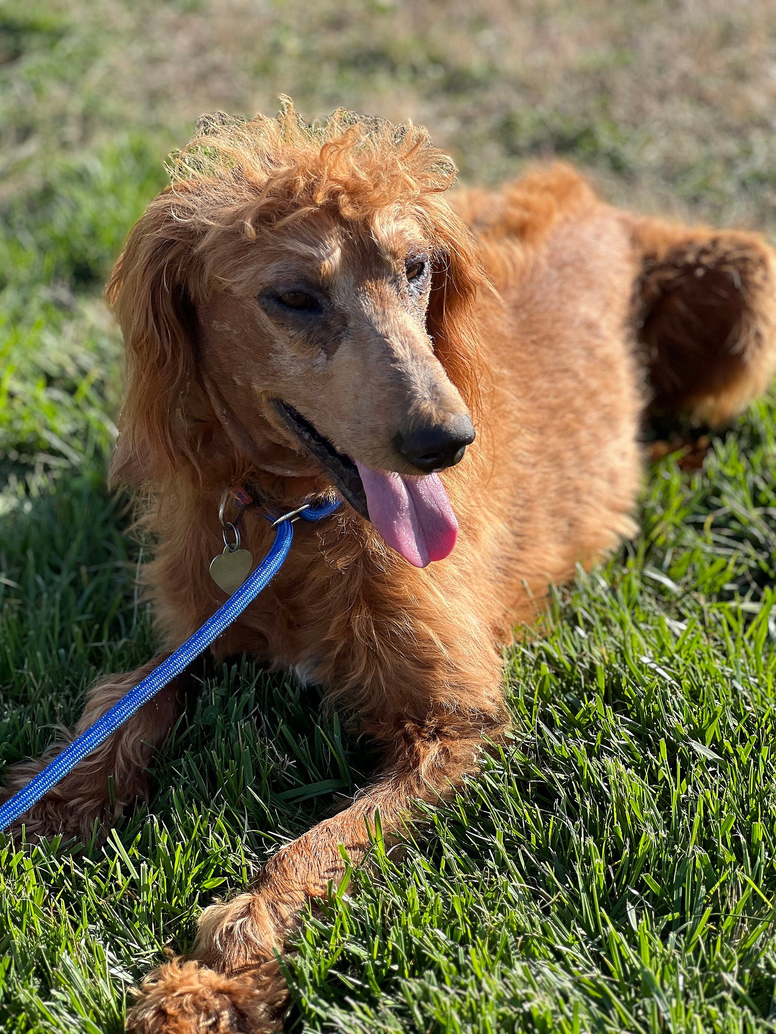 Hershey Nov 23 - A Special Sebaceous Adenitis Boy