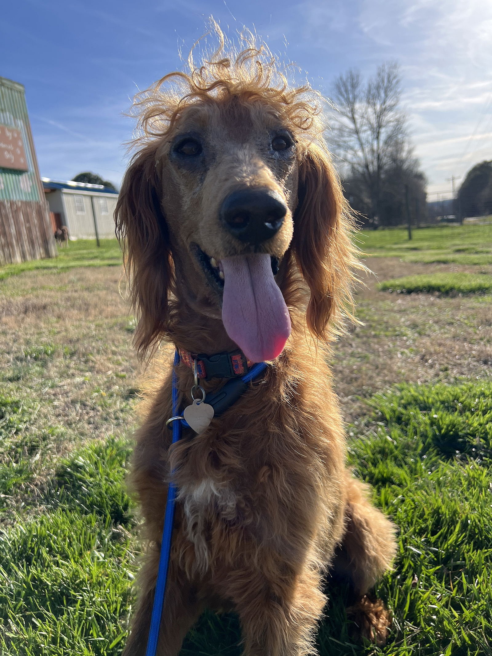 Hershey Nov 23 - A Special Sebaceous Adenitis Boy