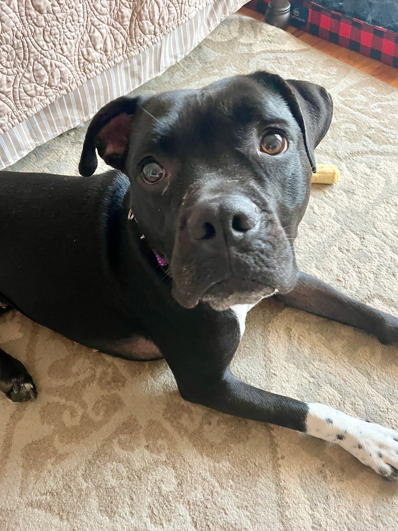 Kyla (Kylo)