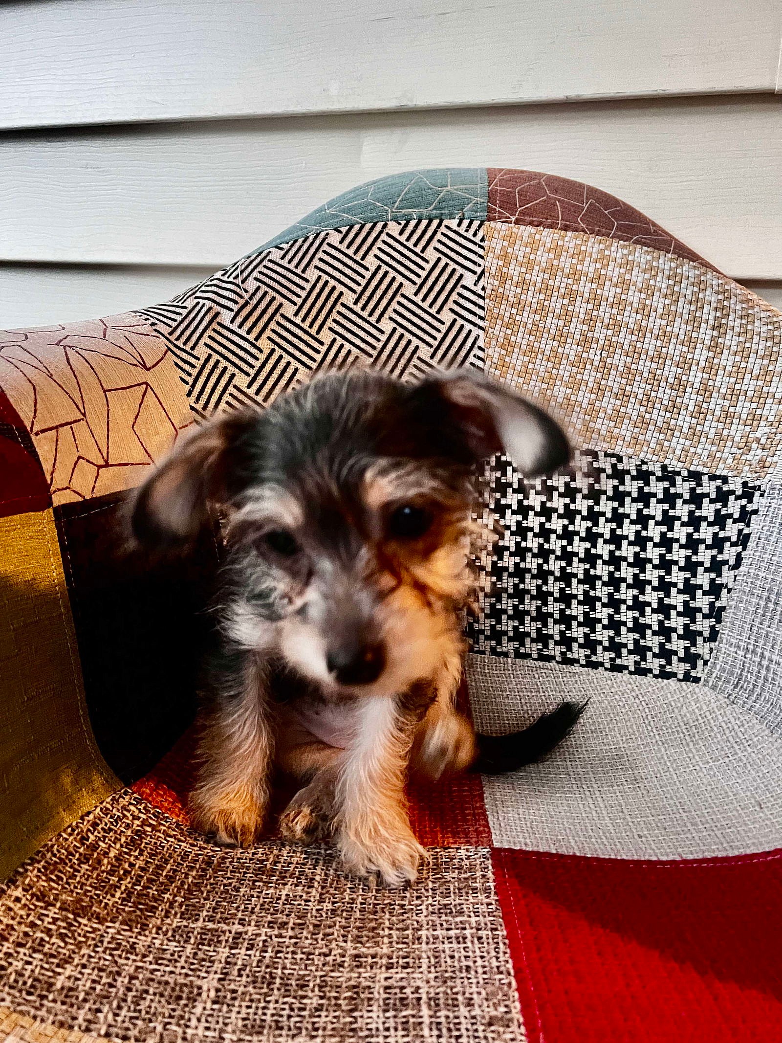 Sand Dollar - Seaside litter