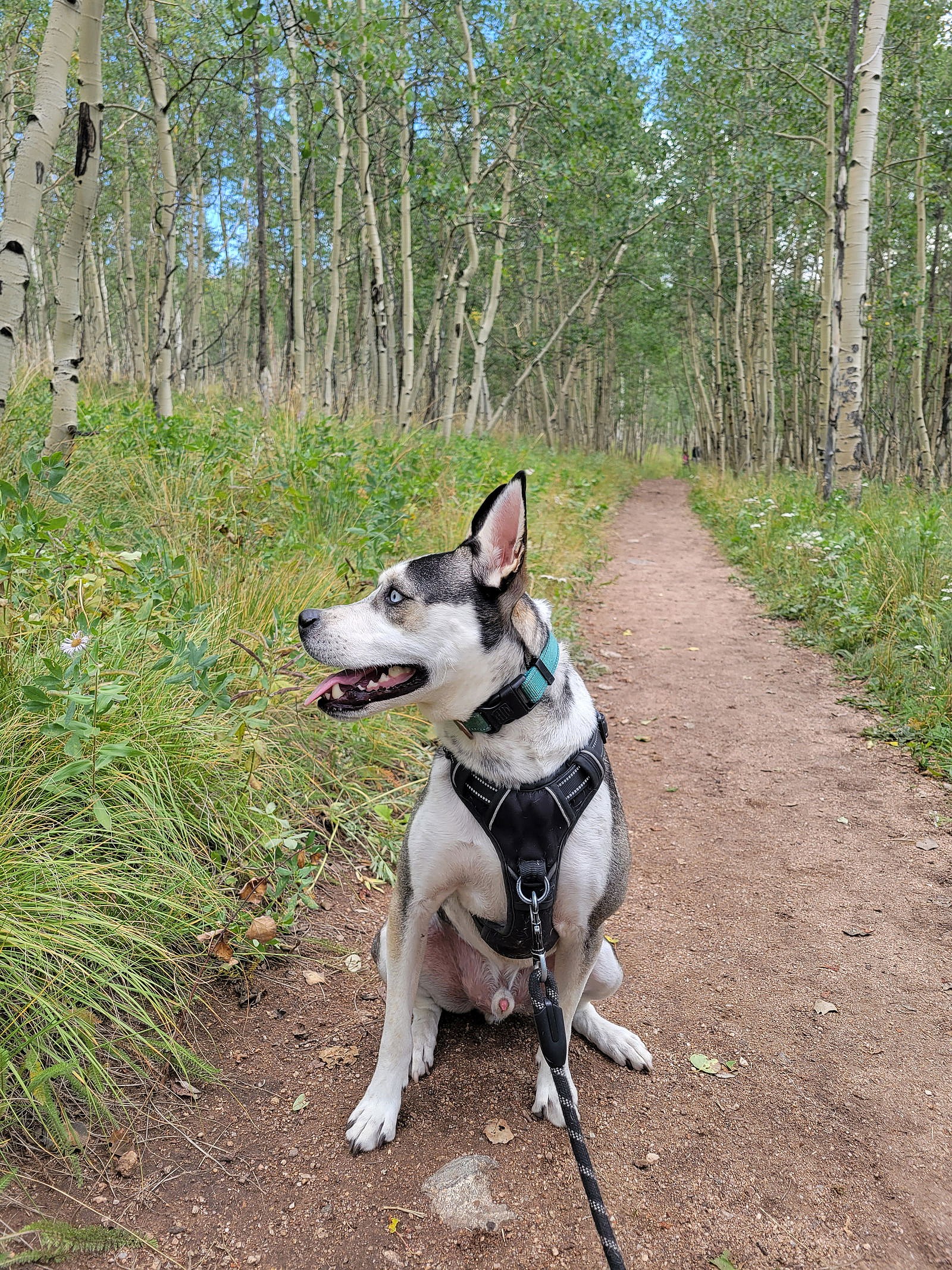 Apollo