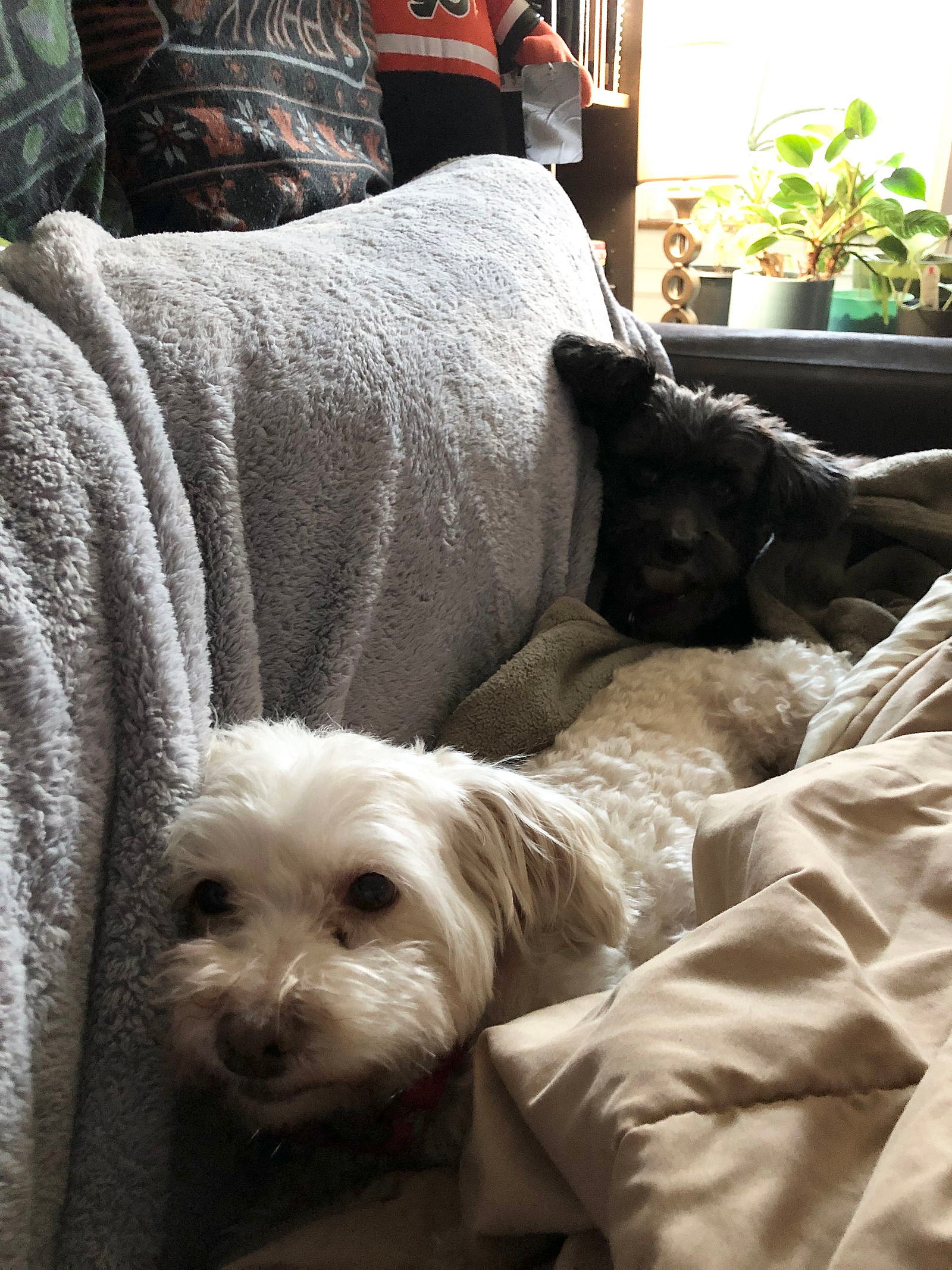 Girlie & Ziggy *Bonded Pair*