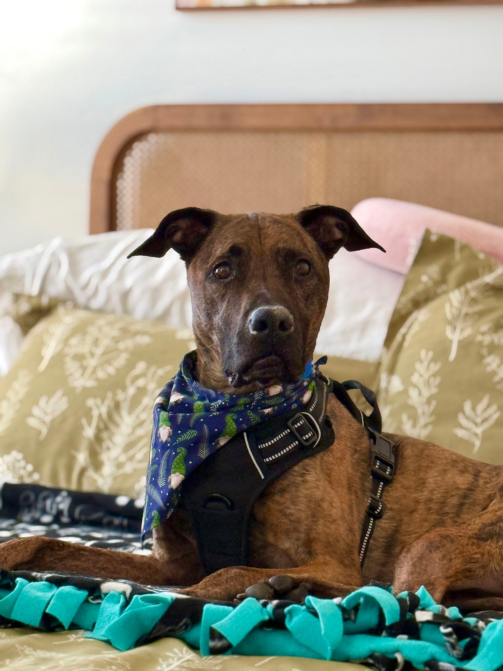 JACK JACK - Dutch Shepherd