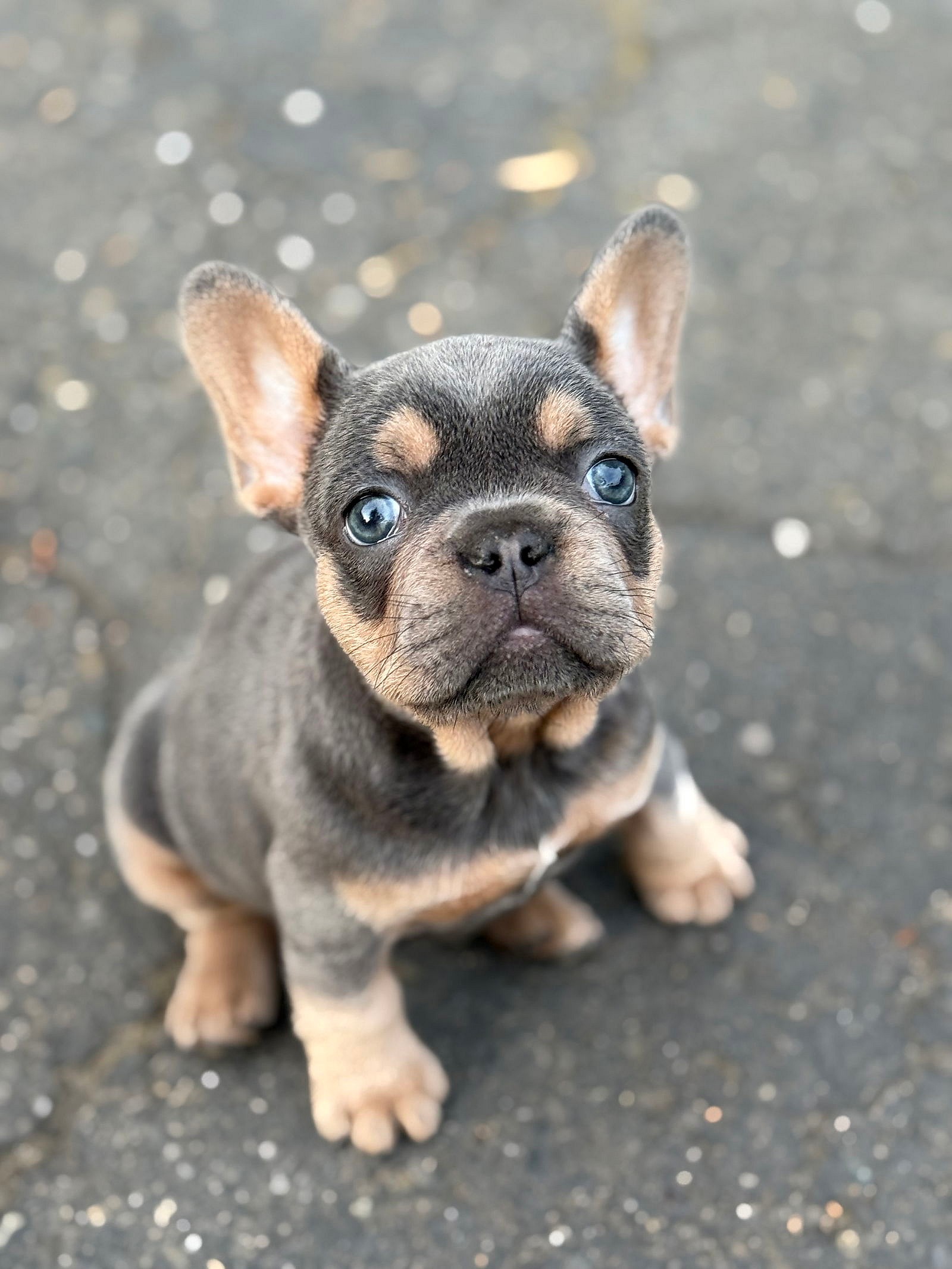 Fleacia - French Bulldog