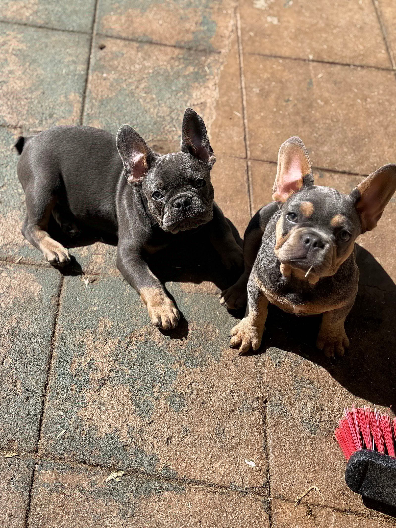 Fleacia - French Bulldog