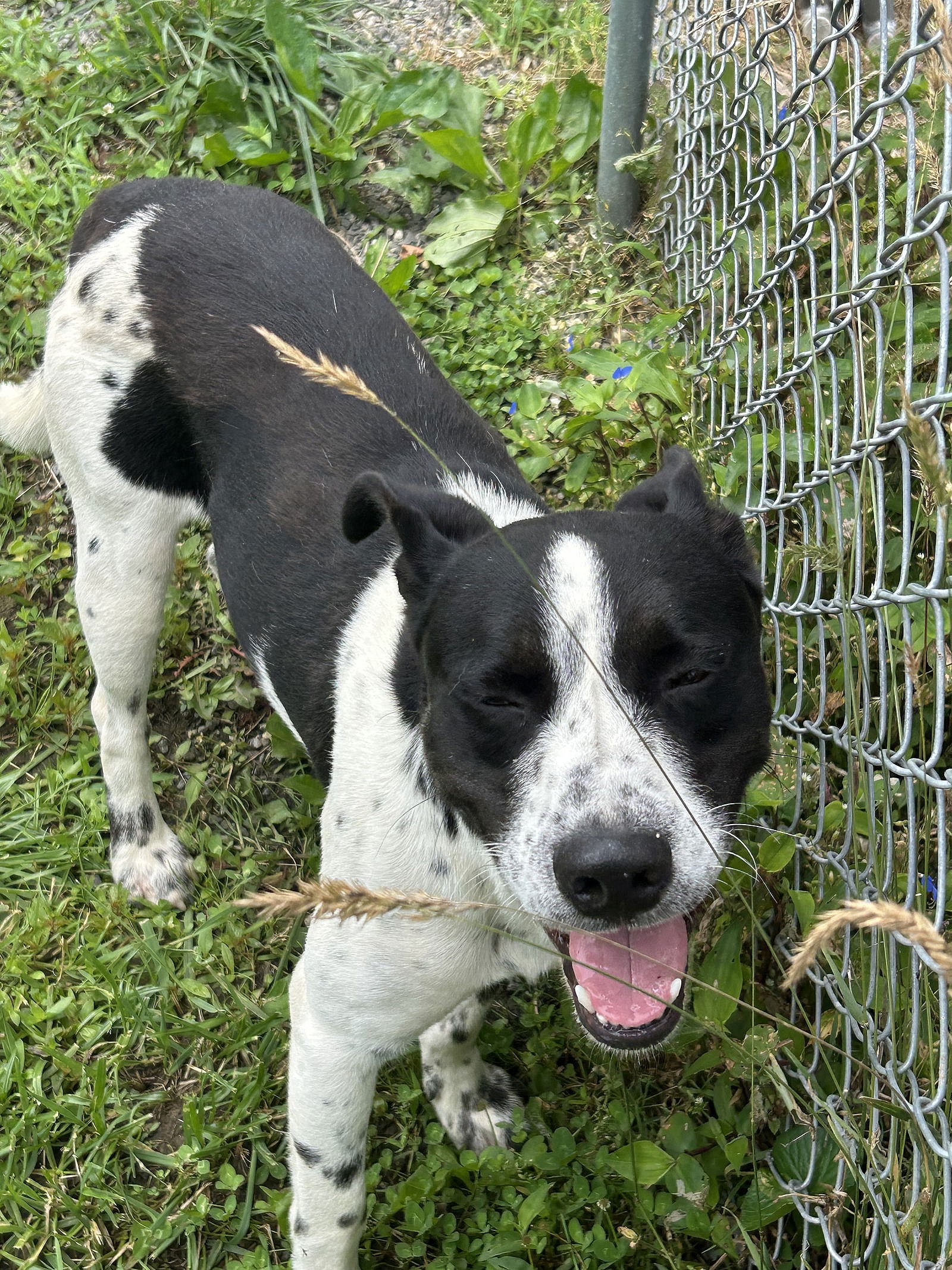 Grady SCAS - Labrador Retriever