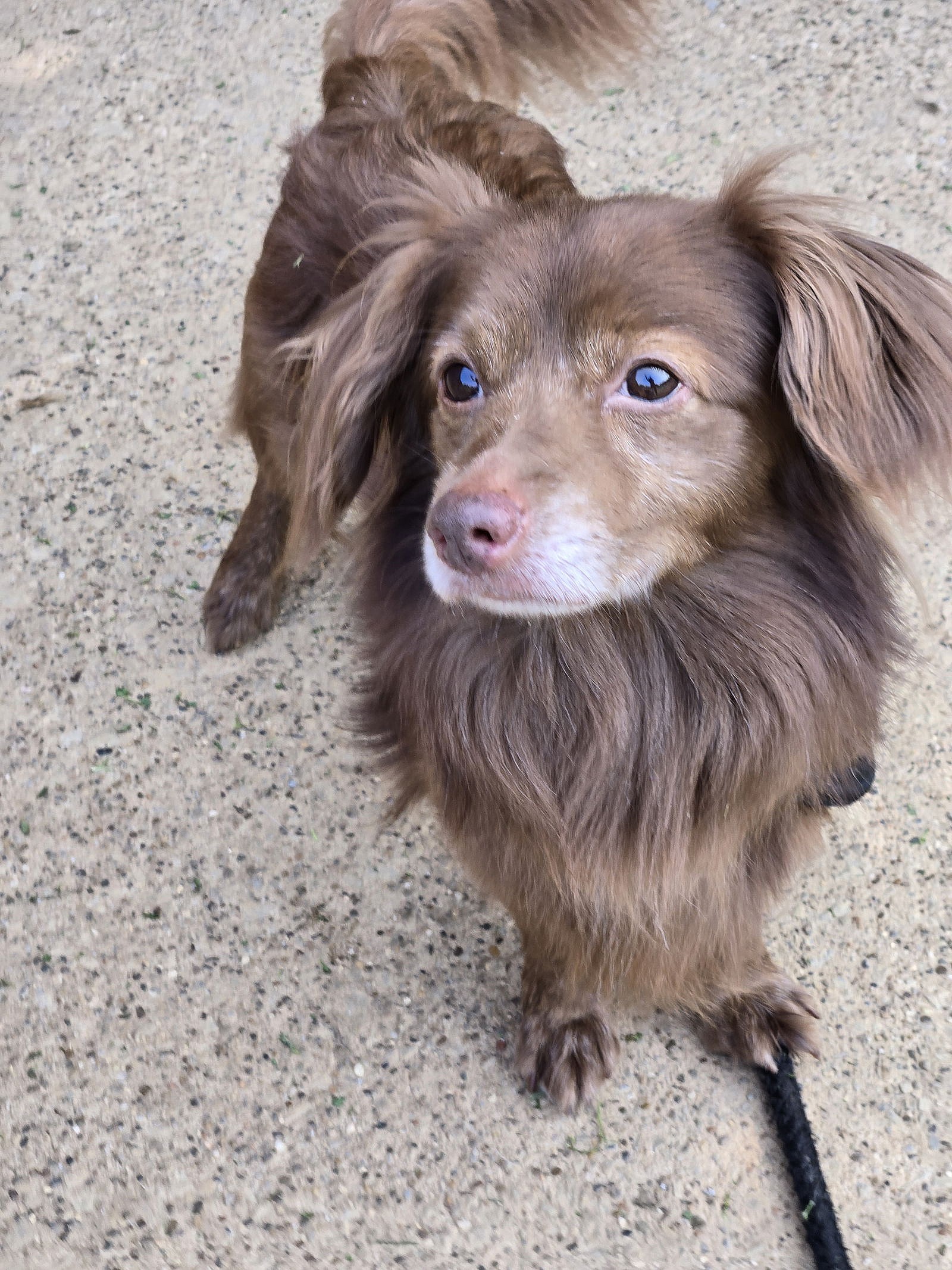 Prince Harry - Dachshund