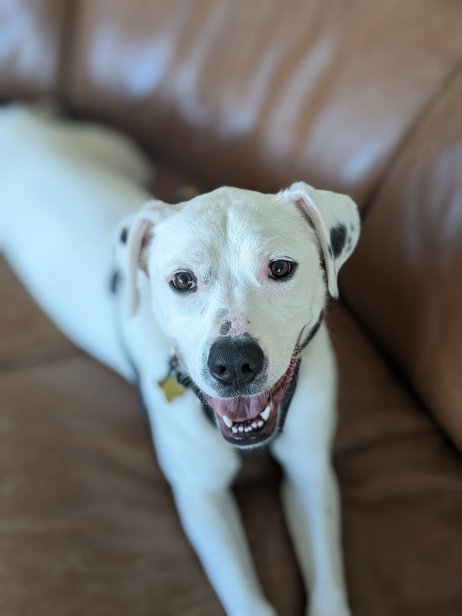 Sofee - Pit Bull Terrier