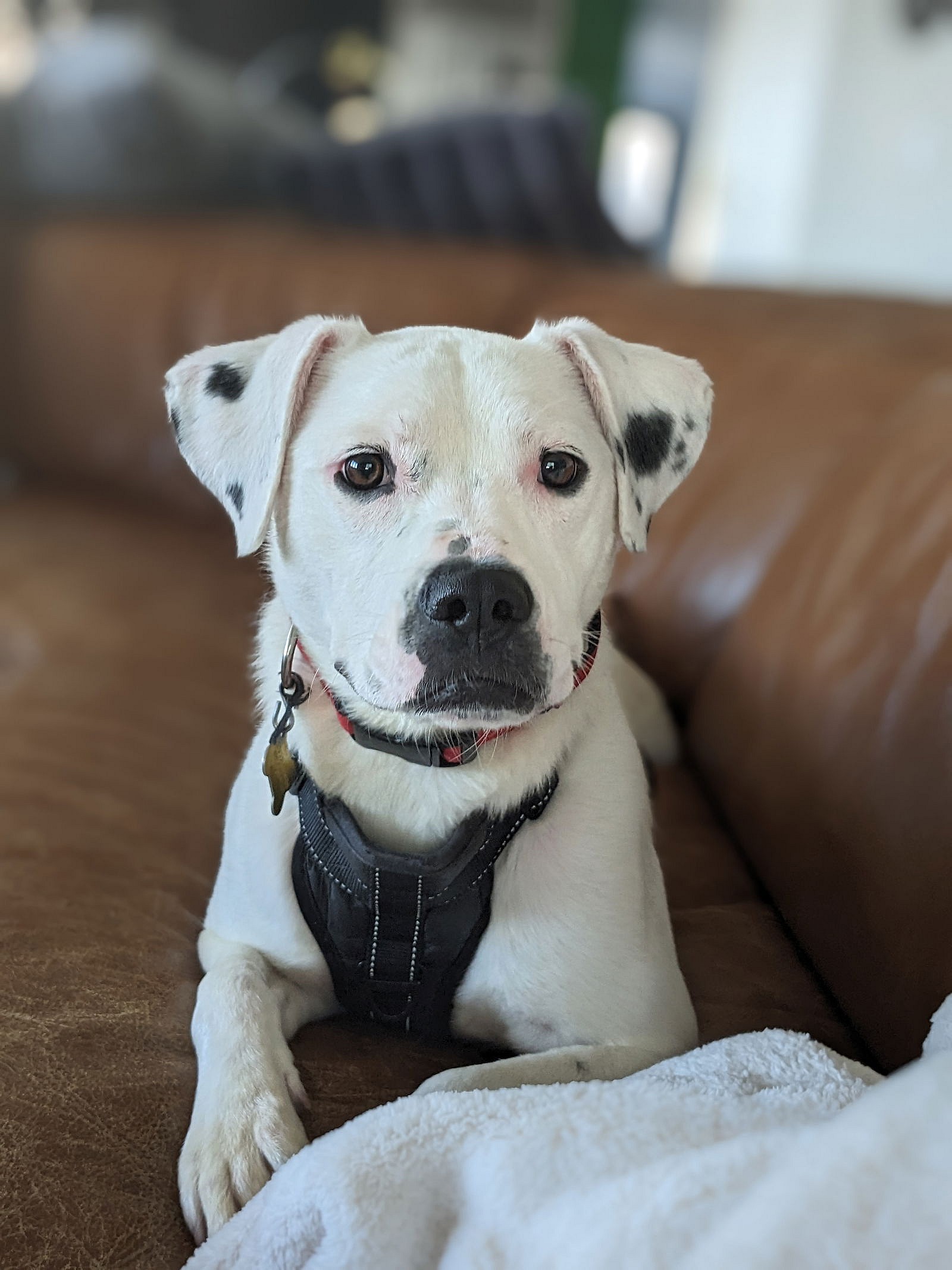 Sofee - Pit Bull Terrier