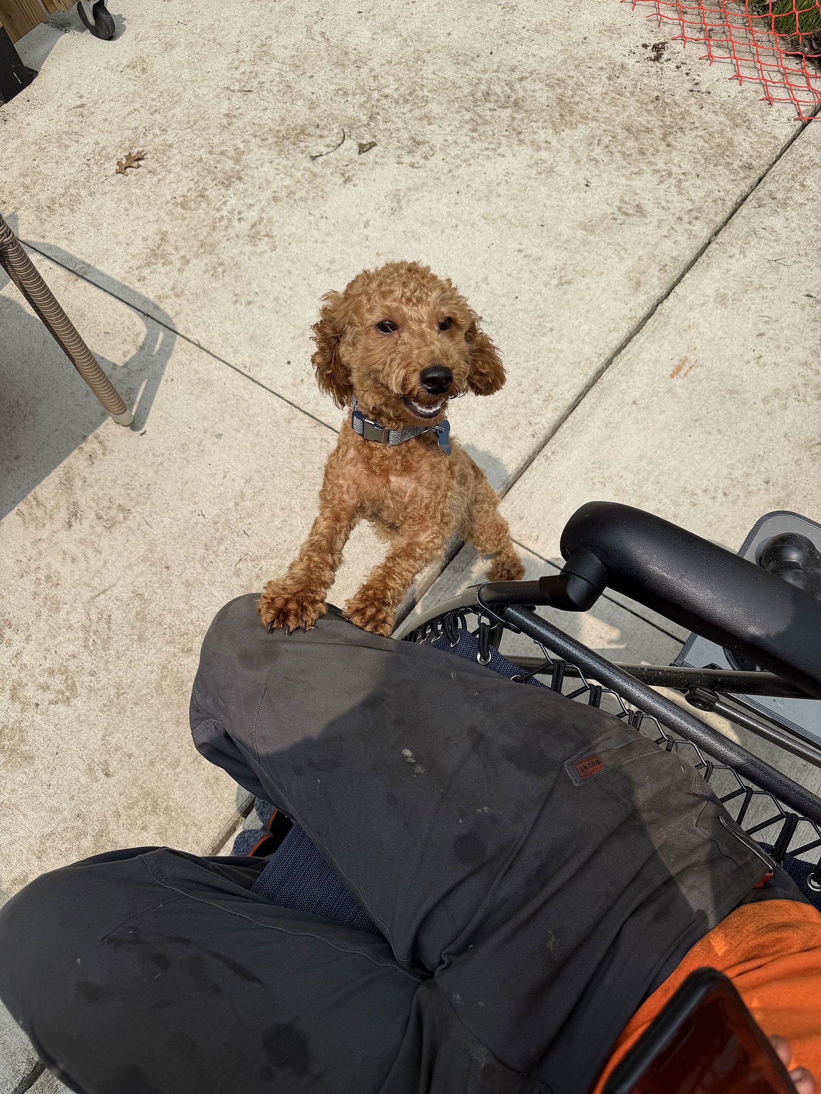 Teddy - Poodle (Miniature)