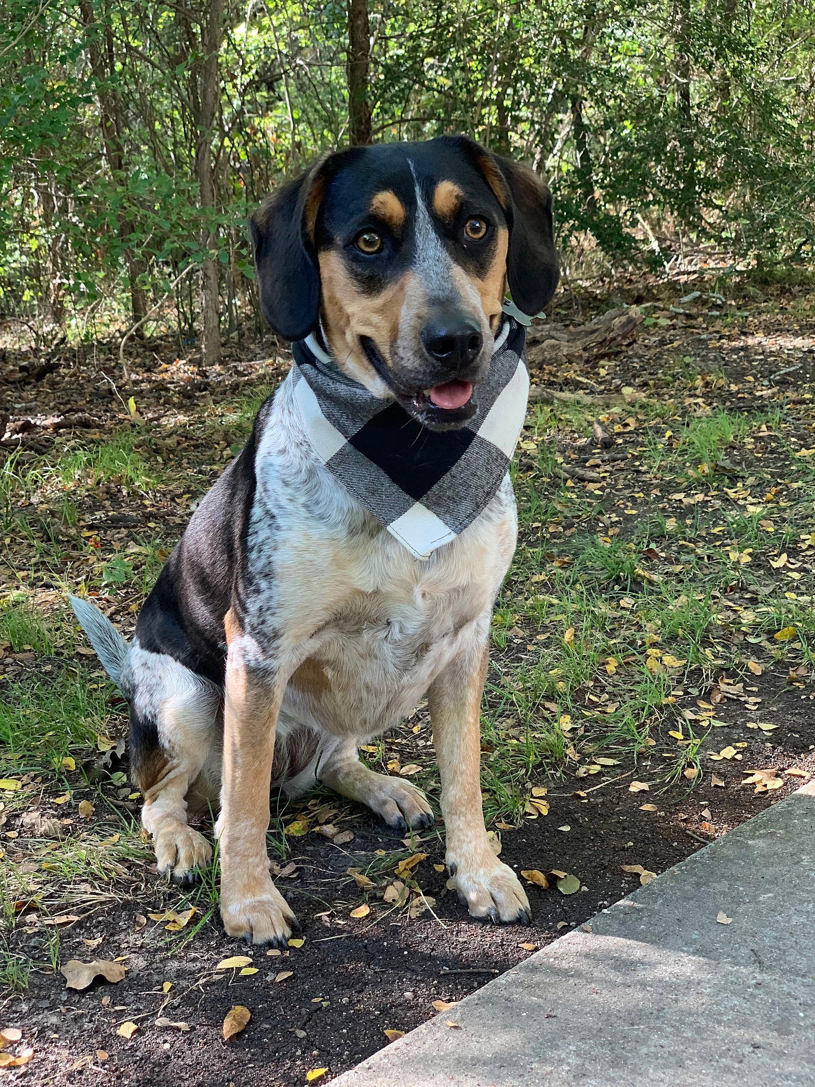 Lulu - Coonhound