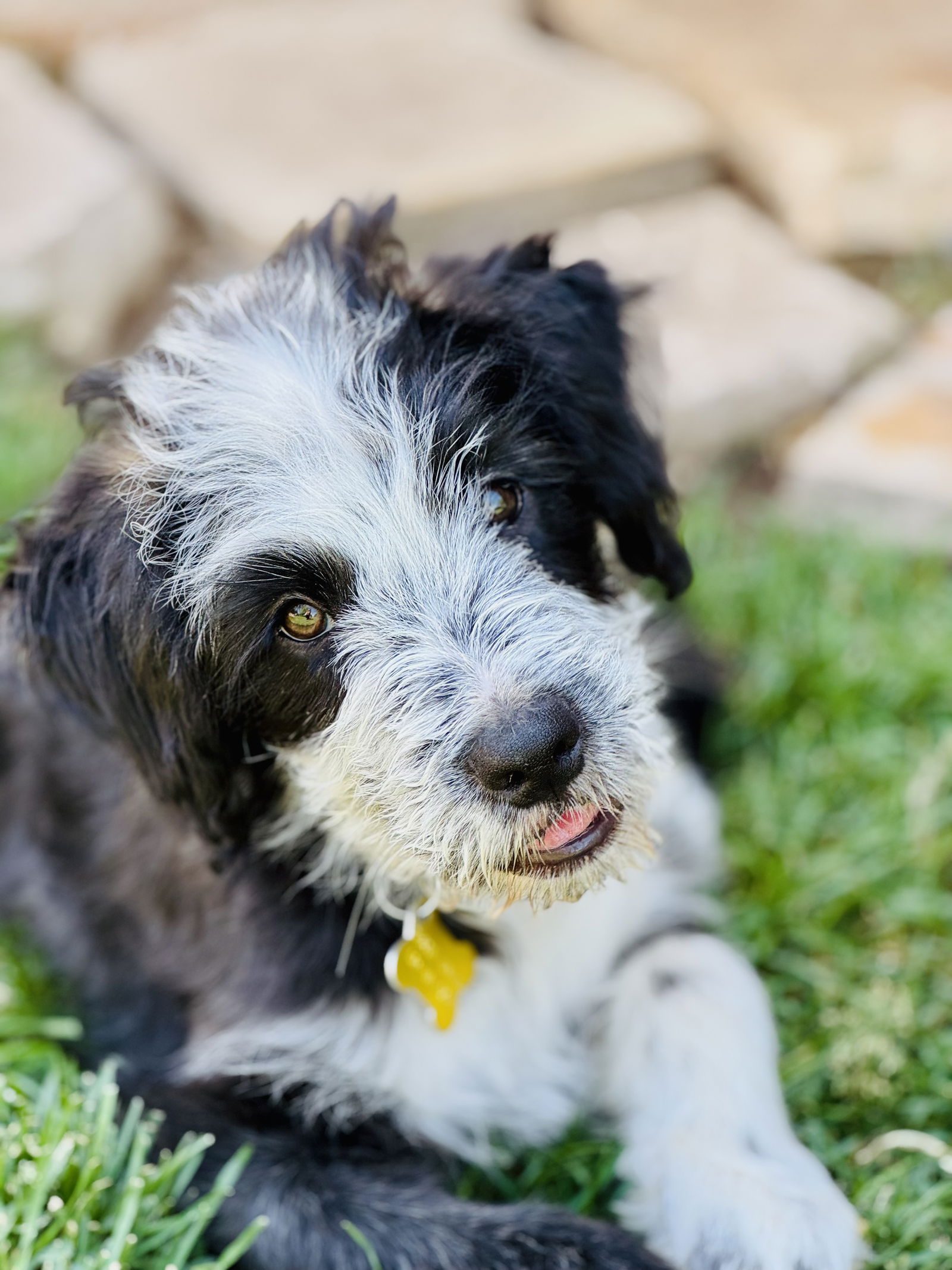 Gobo Fraggle - Terrier