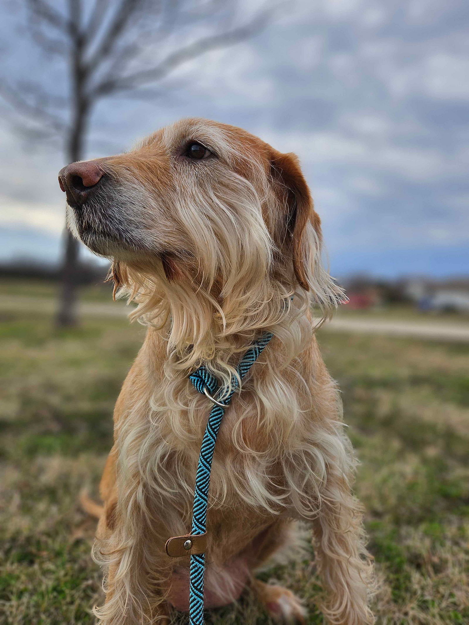 Maddy - Golden Retriever