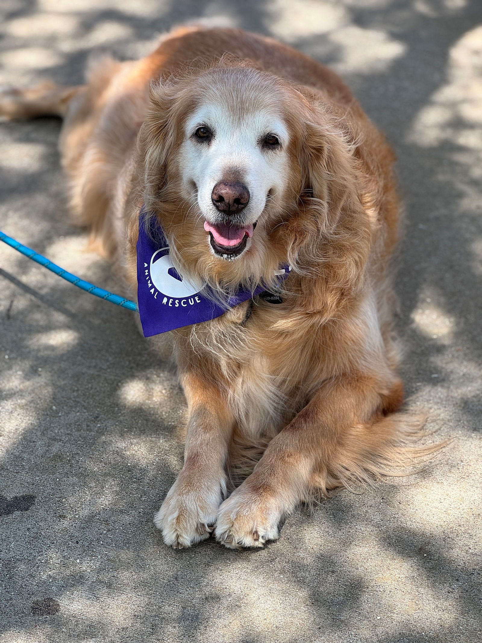 Luke - Golden Retriever