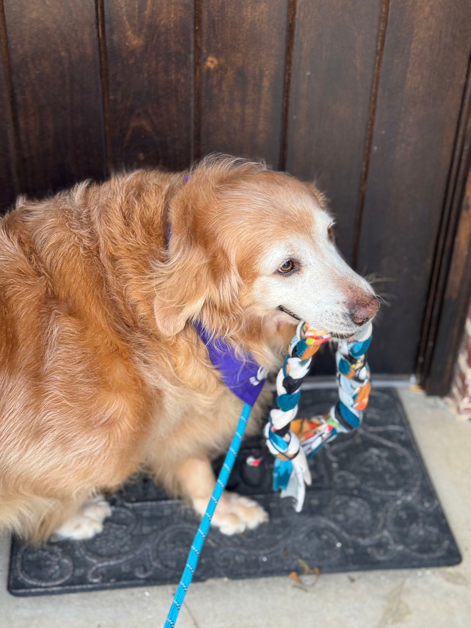 Luke - Golden Retriever