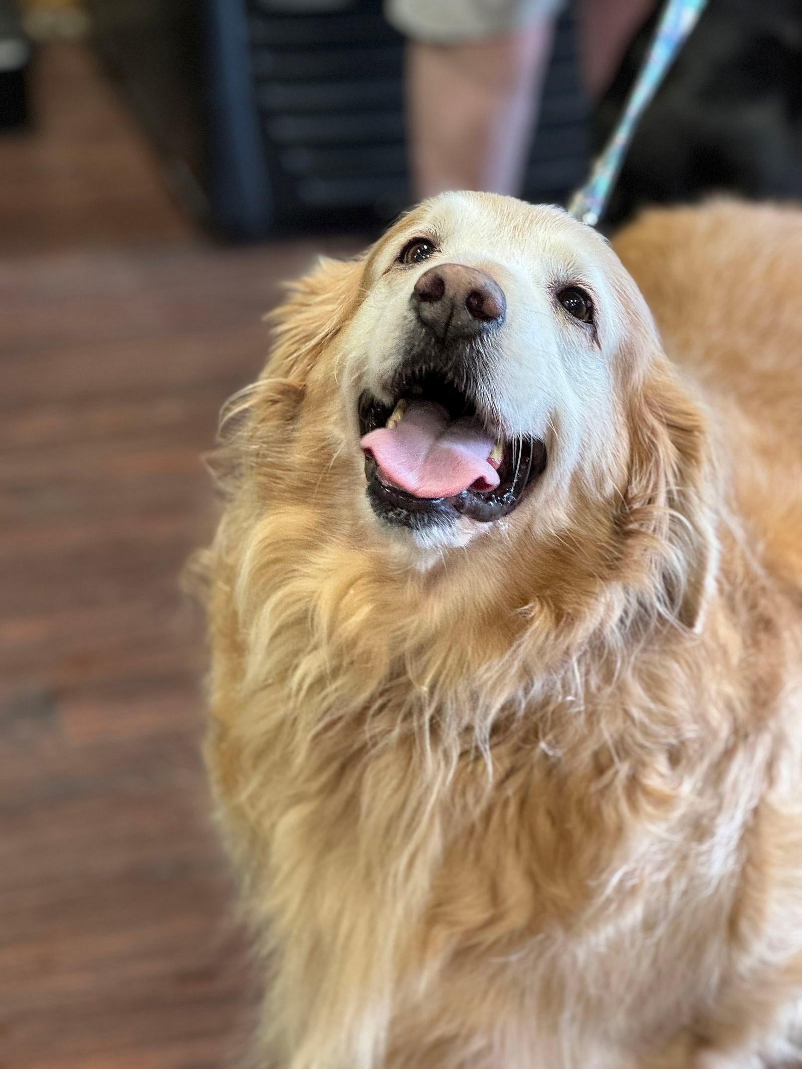 Luke - Golden Retriever