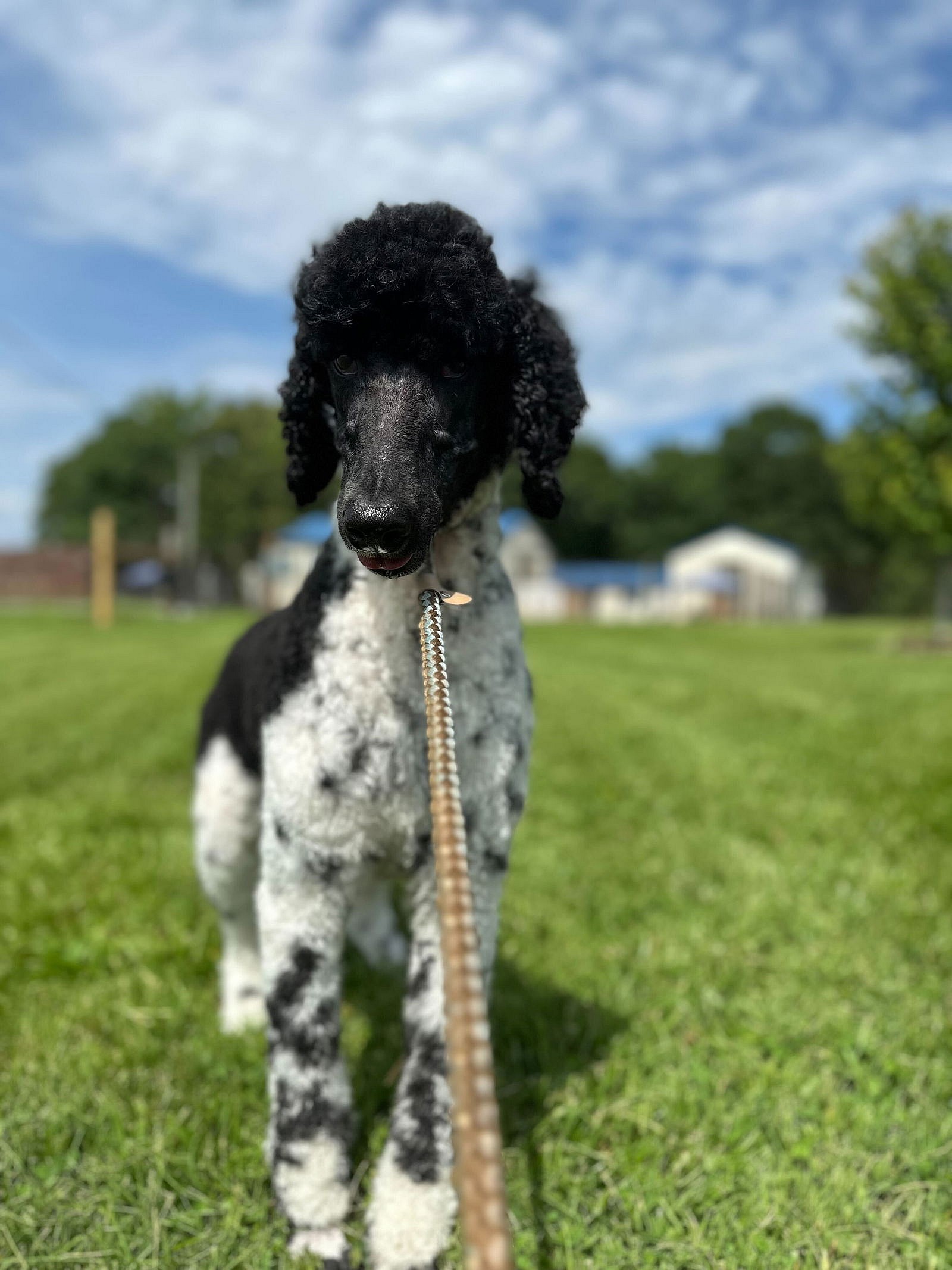 Sister Jun 25 - Poodle (Standard)