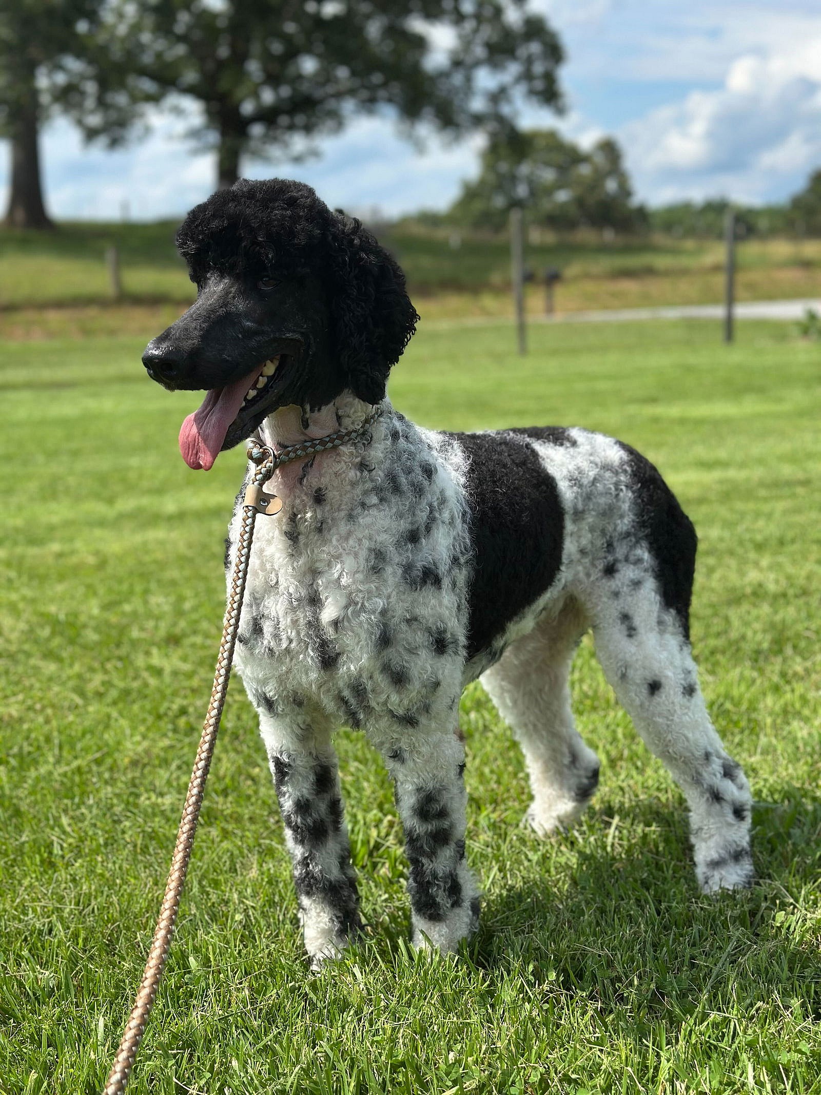 Sister Jun 25 - Poodle (Standard)