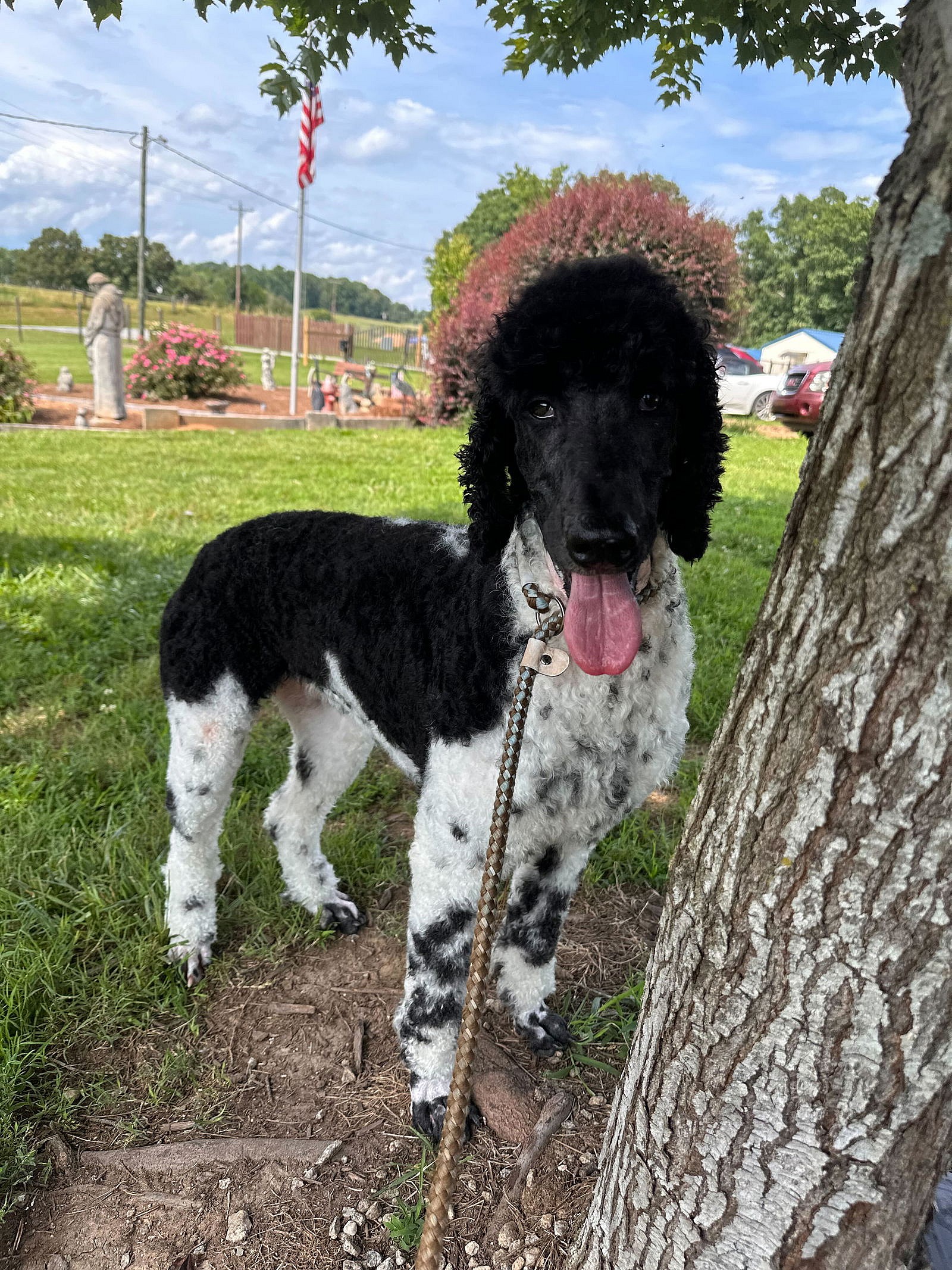 Sister Jun 25 - Poodle (Standard)