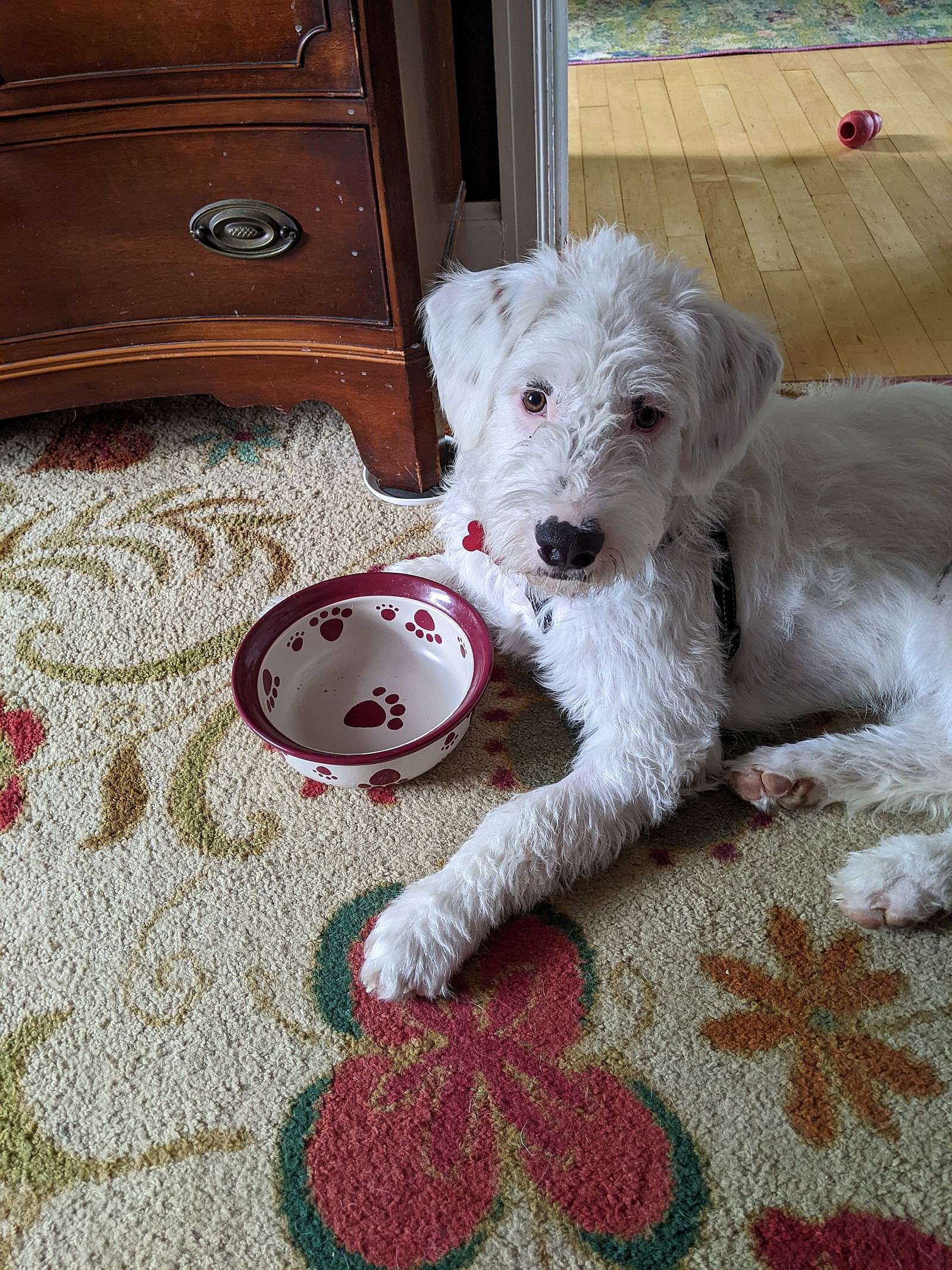 Tofu- ADOPTION IN PROCESS - Sheep Dog