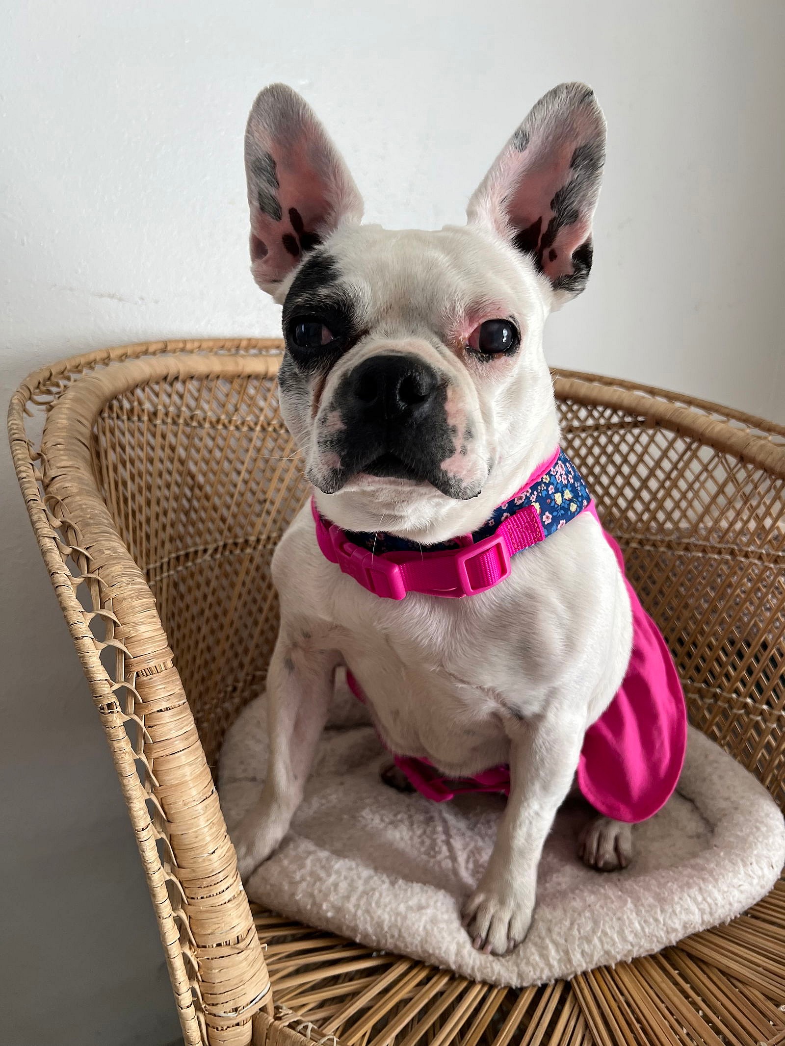 Gwen - French Bulldog