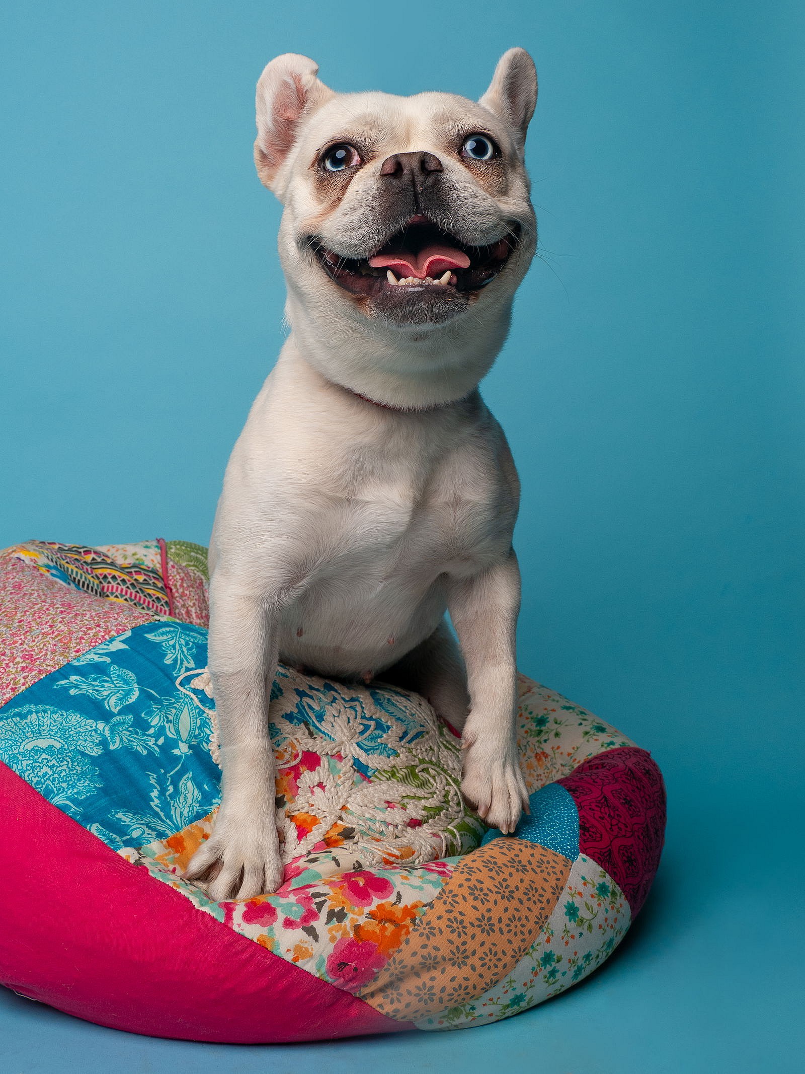 Plushie - French Bulldog