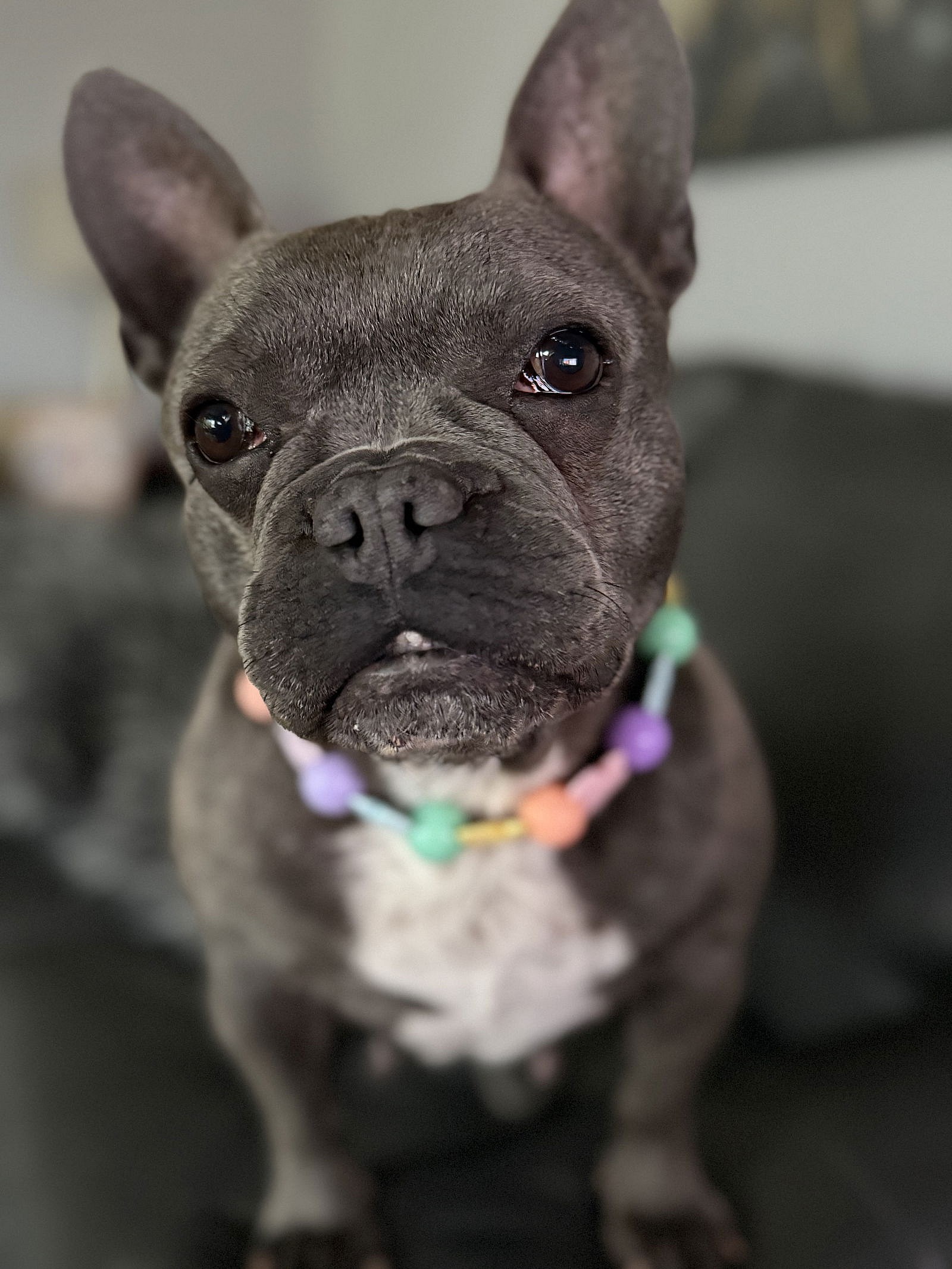 Francine - French Bulldog