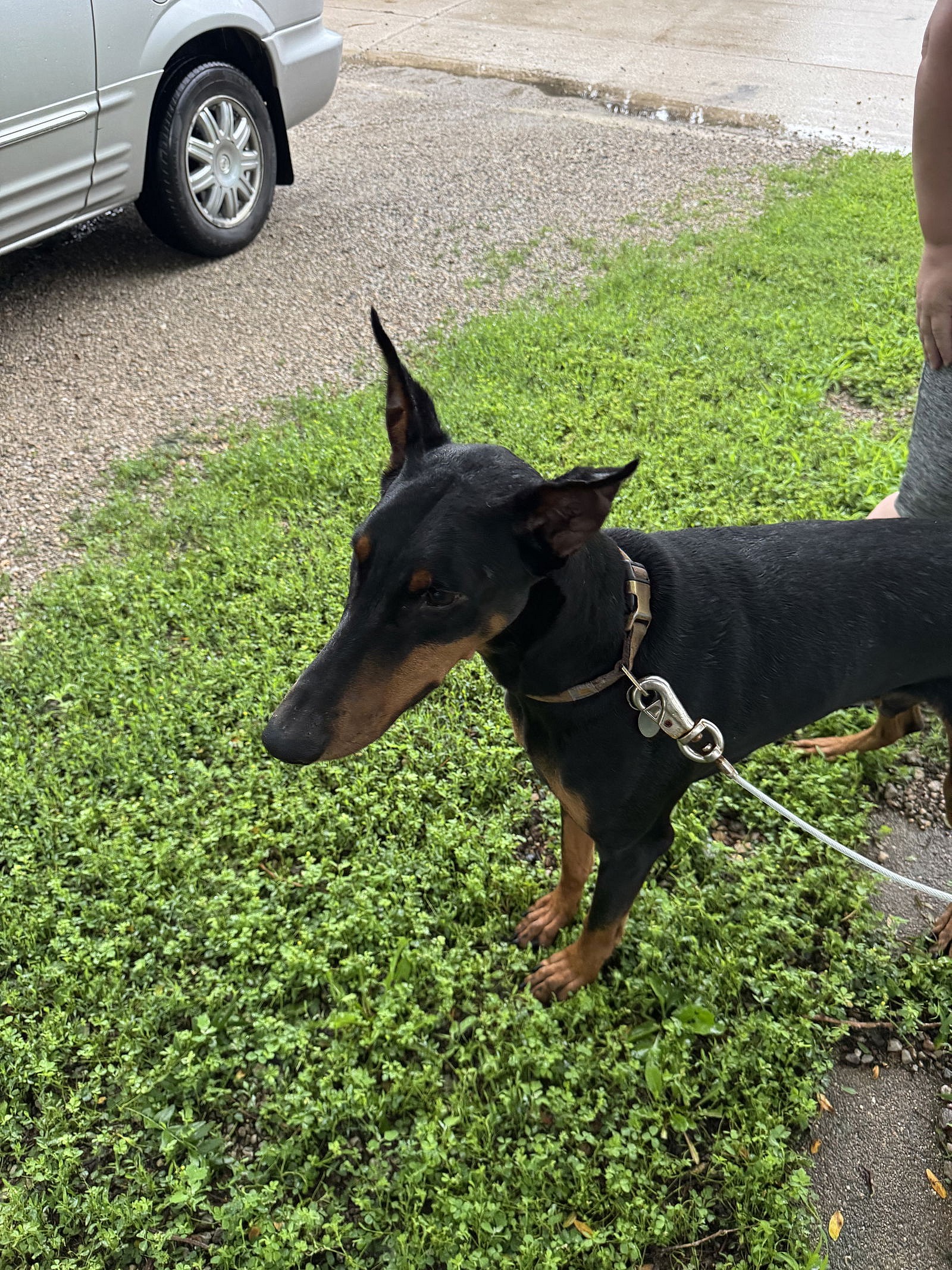 Chaos Adoption Pending! - Doberman Pinscher
