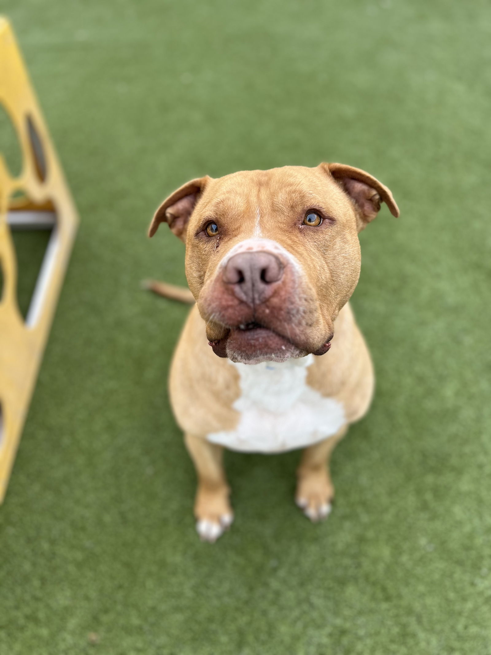 Shadow - American Bulldog