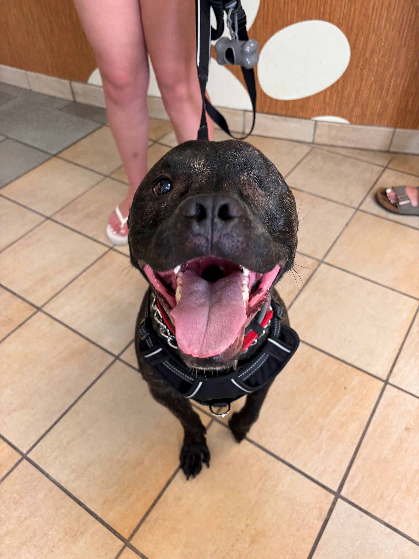 162328 Bruce FKA Moon Beam - Pit Bull Terrier