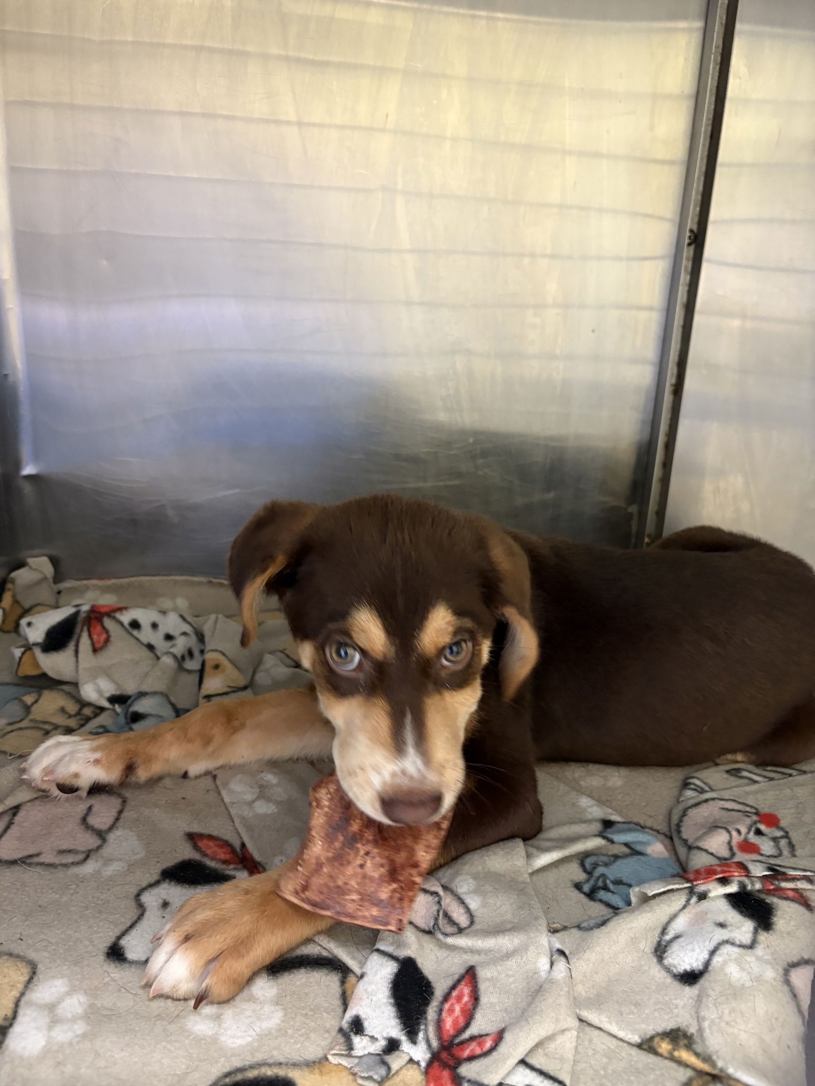 LIL YACHTY - Australian Shepherd