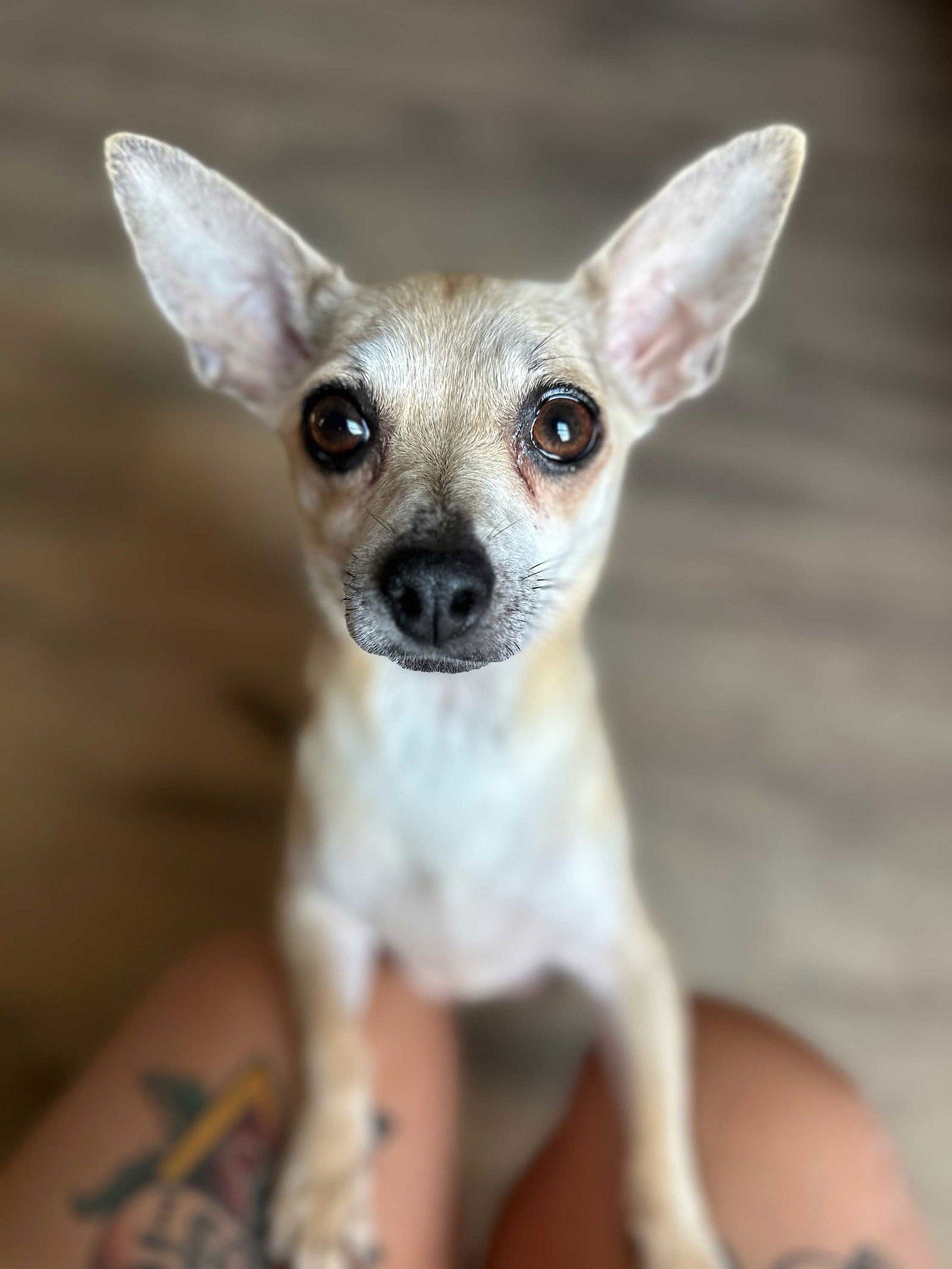 TIA MARIA - Chihuahua