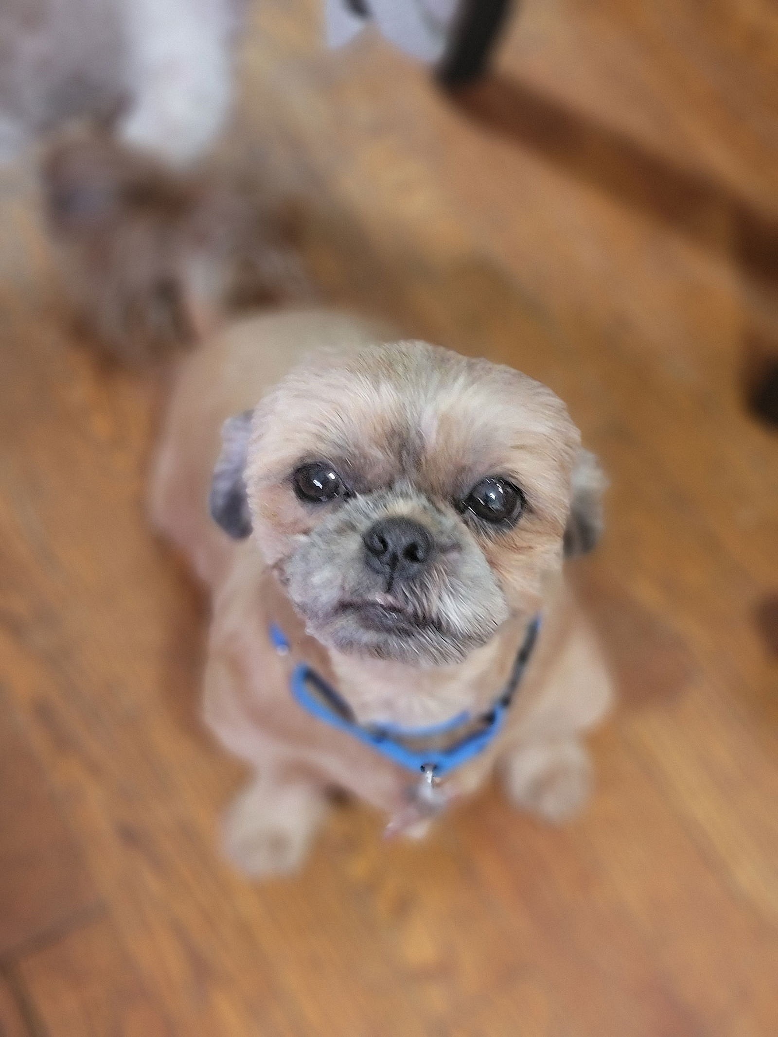 Daisy Mae (PLEASE READ) - Shih Tzu