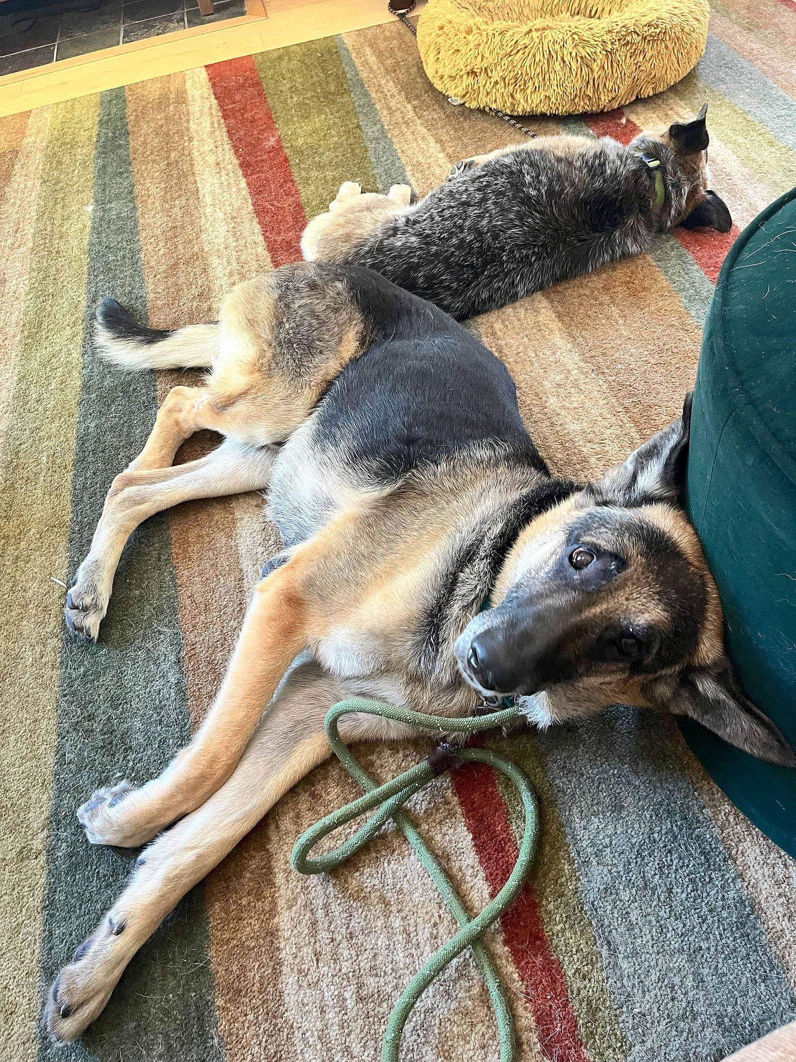 *CHIVE - German Shepherd Dog