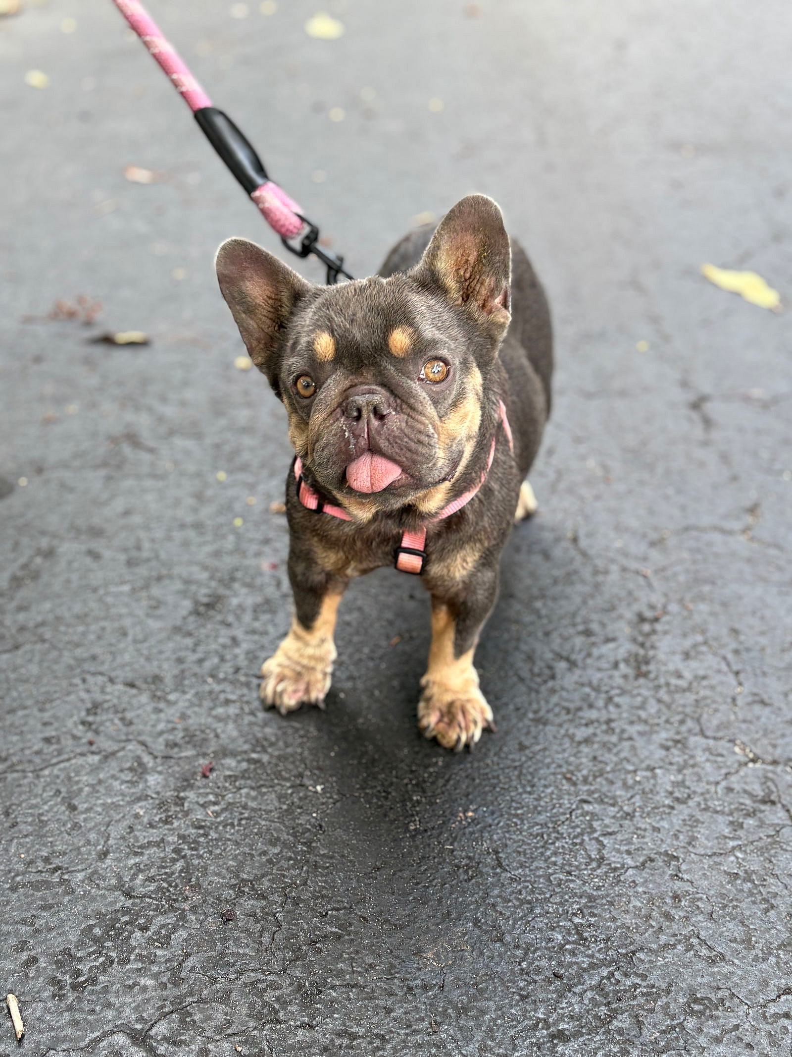 Chiquita - French Bulldog