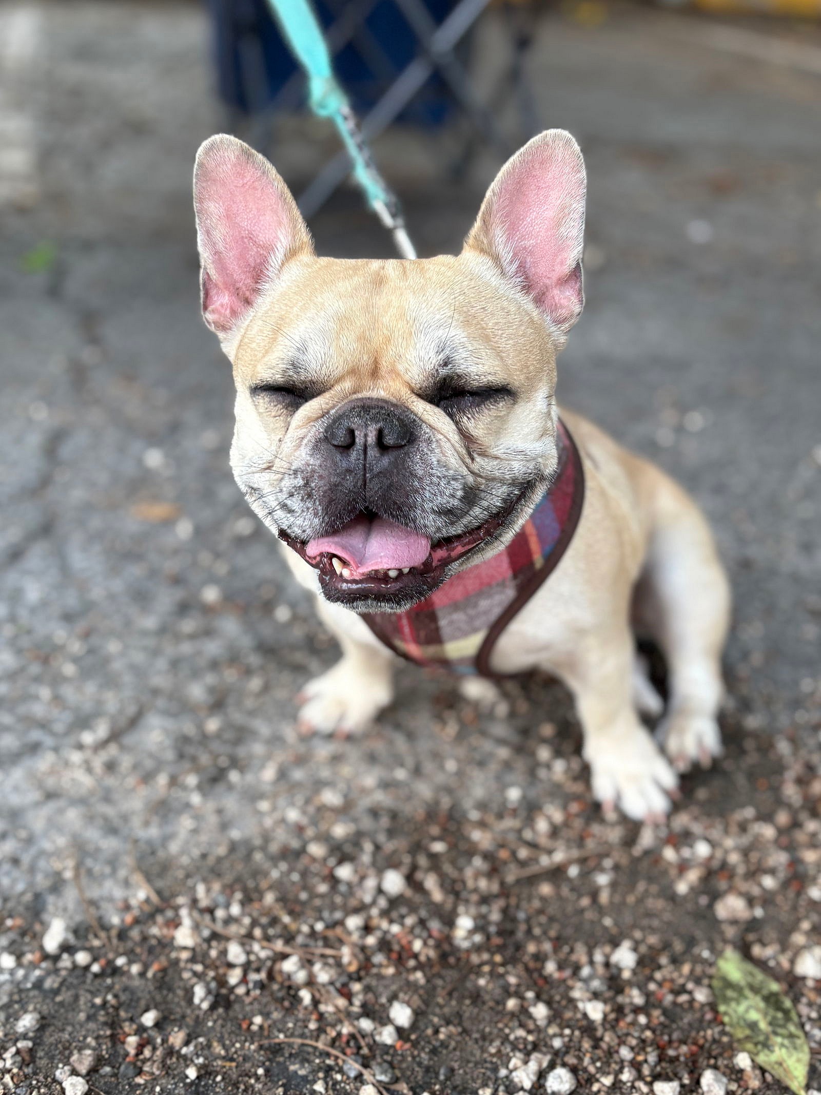 DIAMOND DOG - French Bulldog