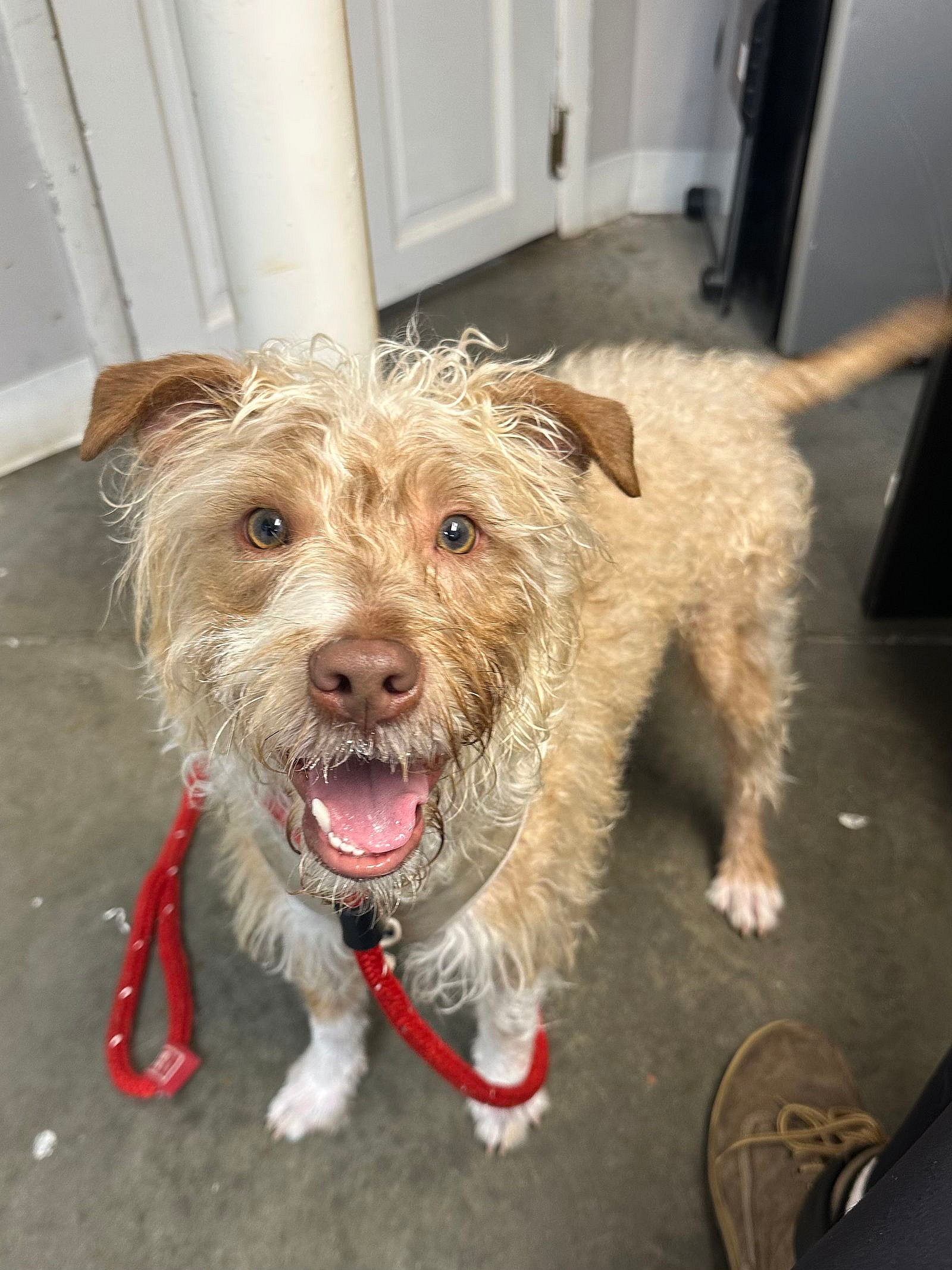 Rico NJ - Poodle (unknown type)